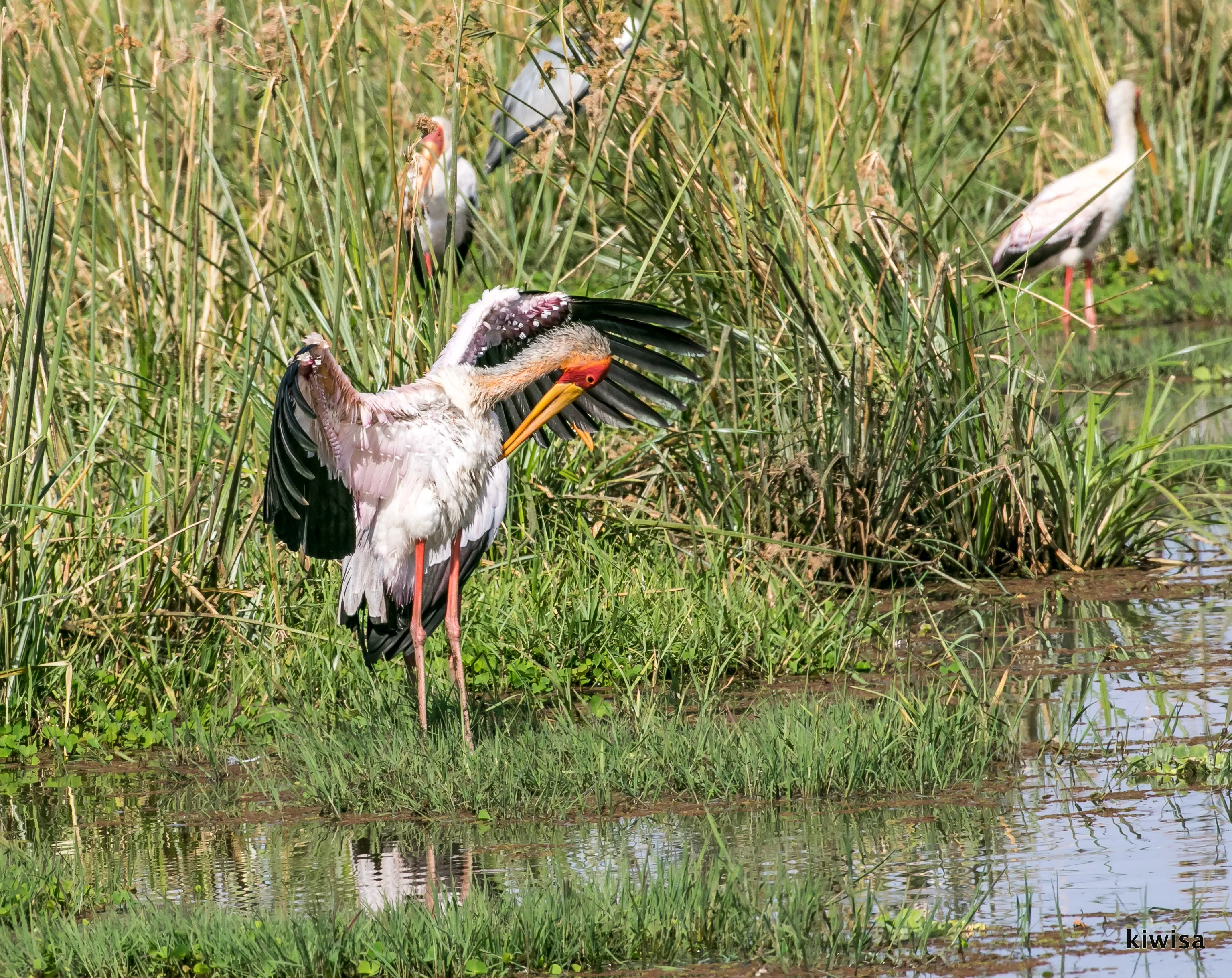 Birds Preening