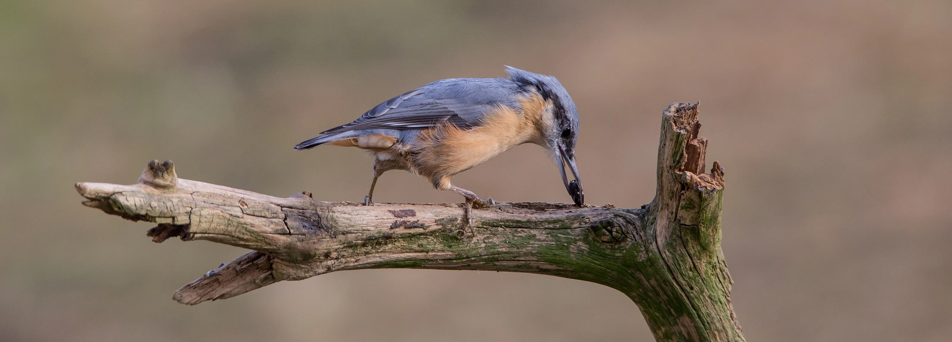 Nuthatches