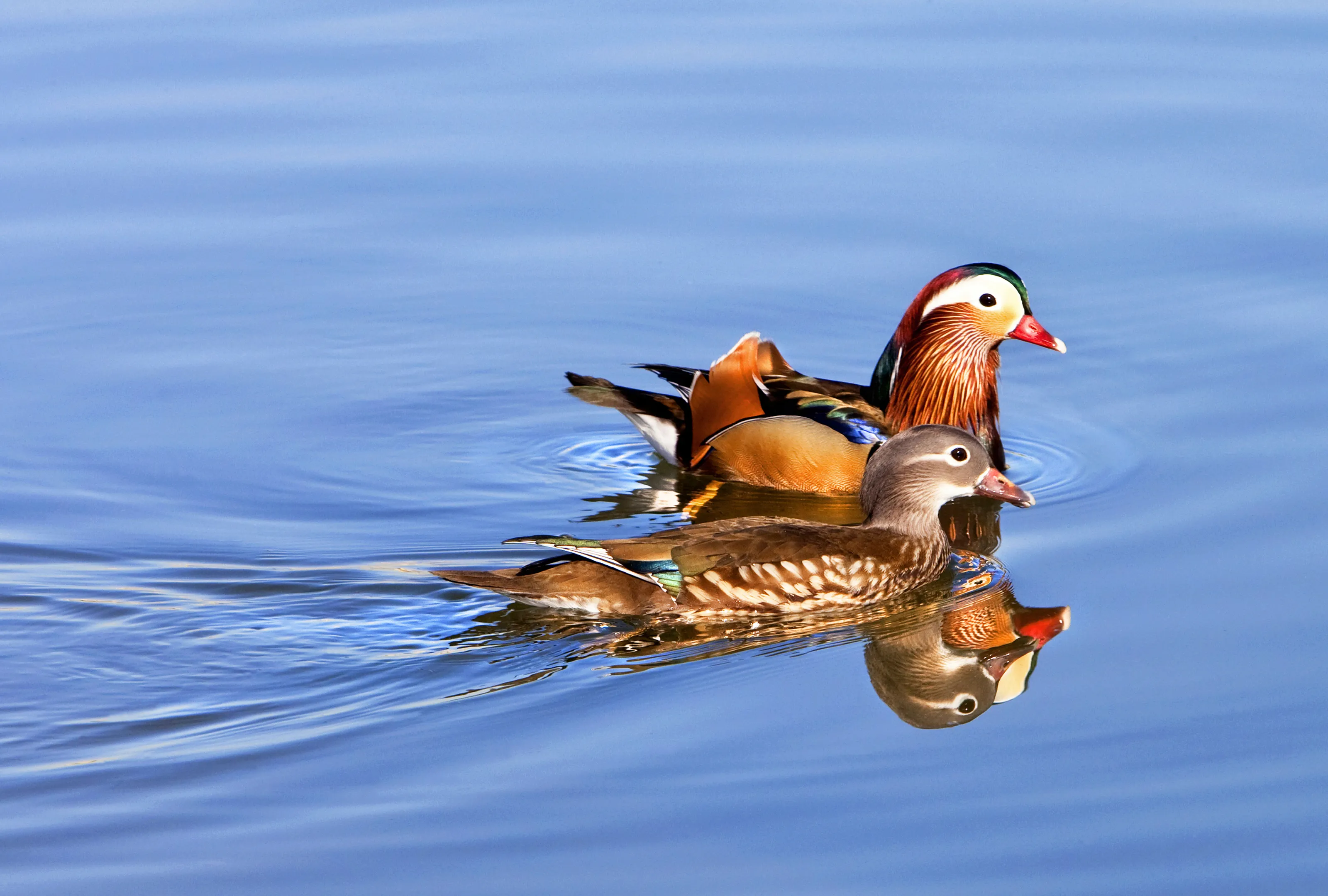 Ducks in Water