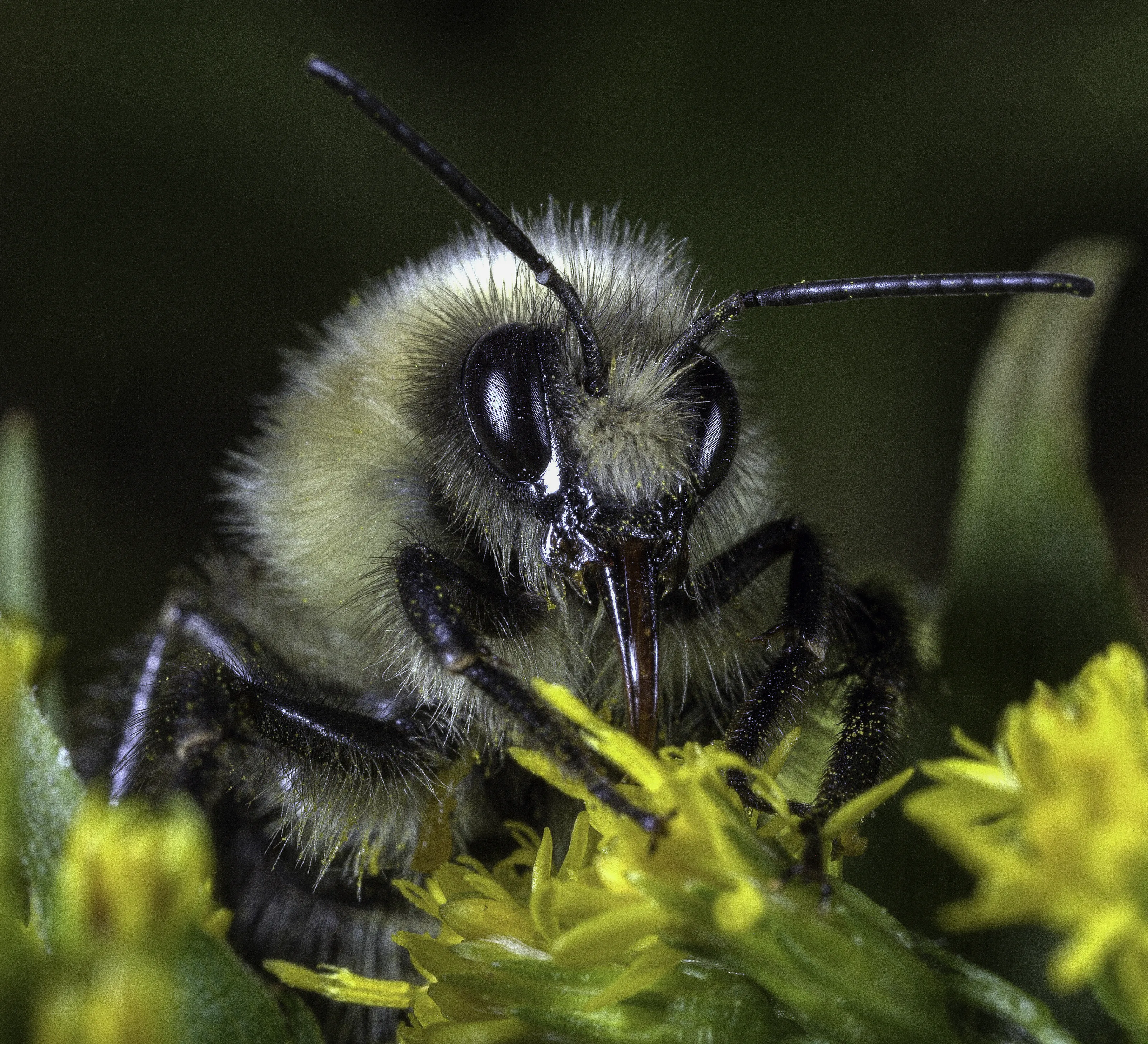 Bees