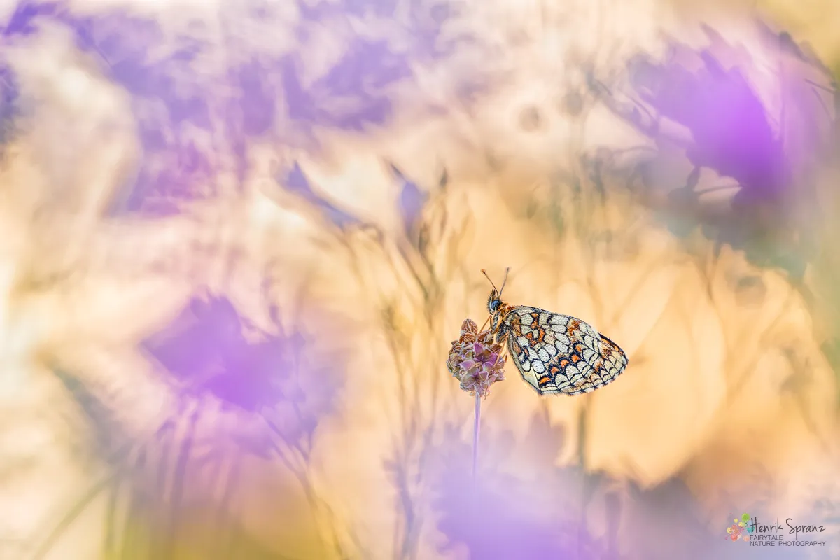 Animals and Bokeh