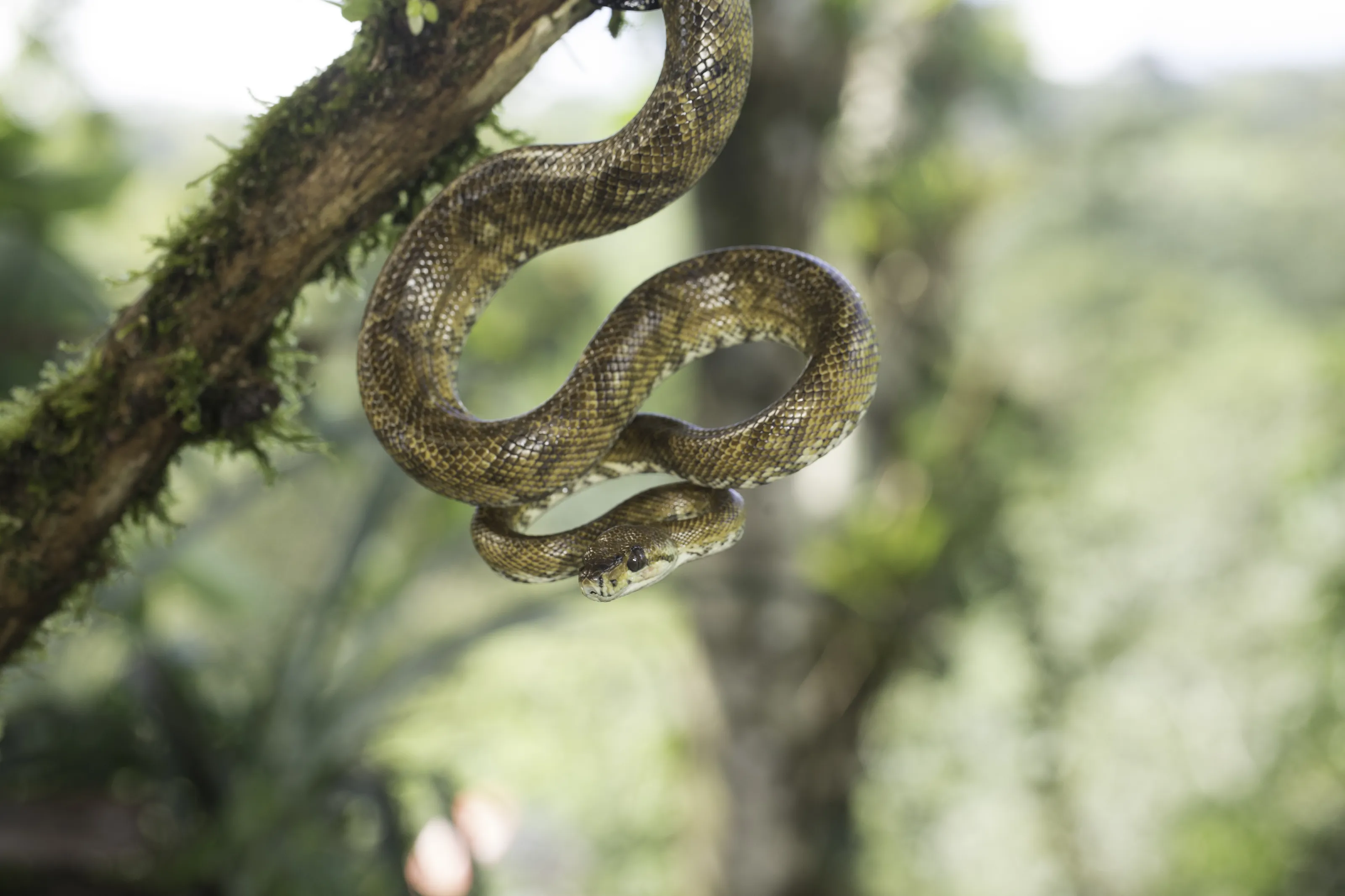 Snakes