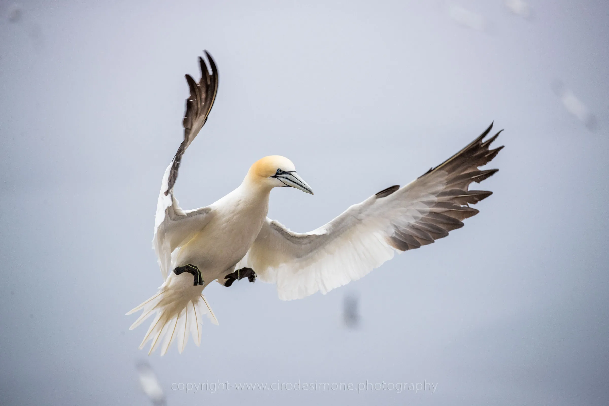 Birds Landing