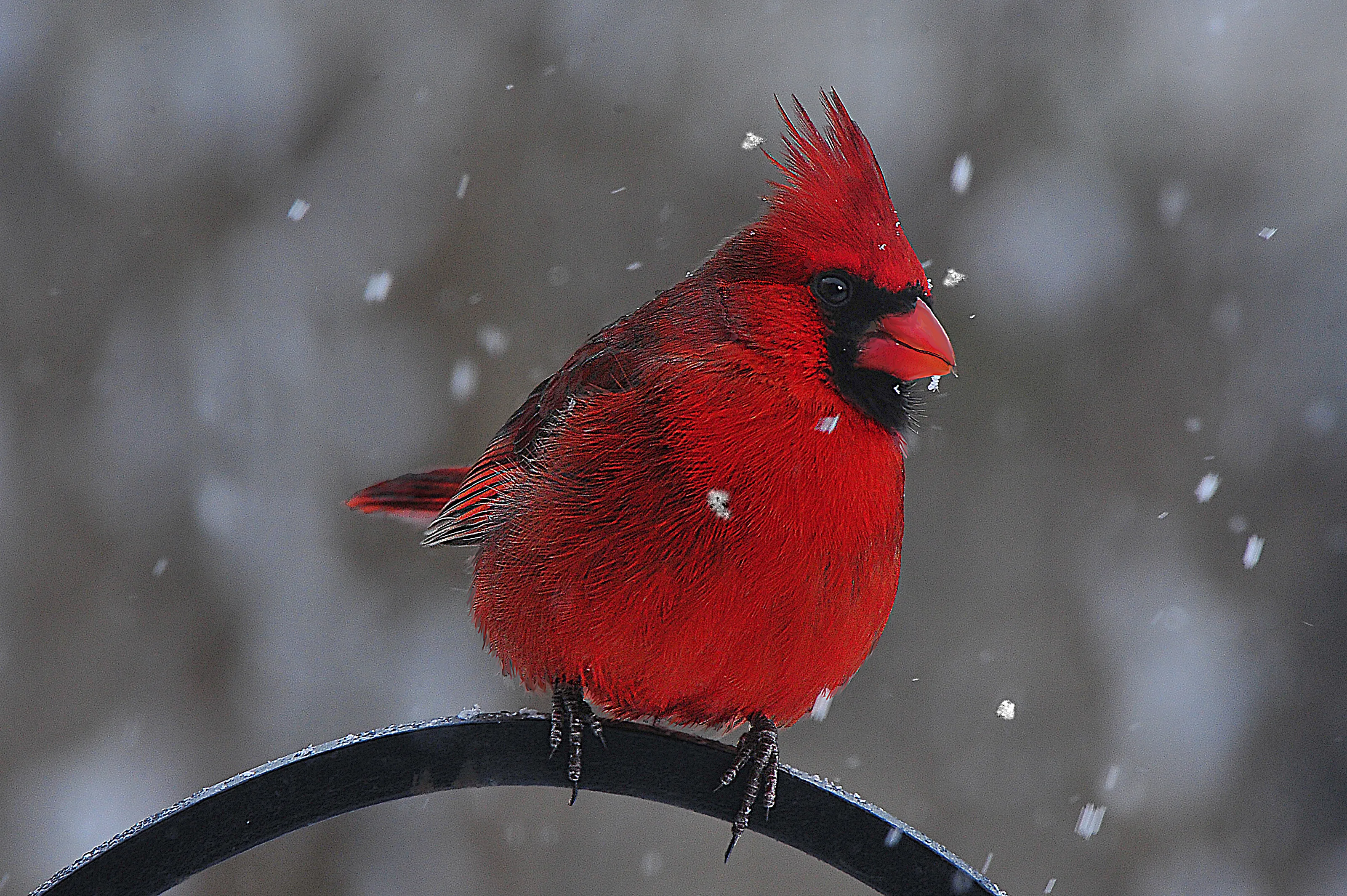 Cardinals