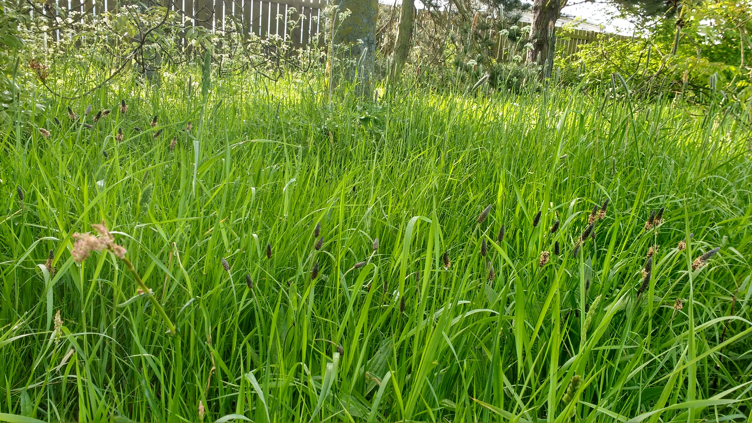 Grasses