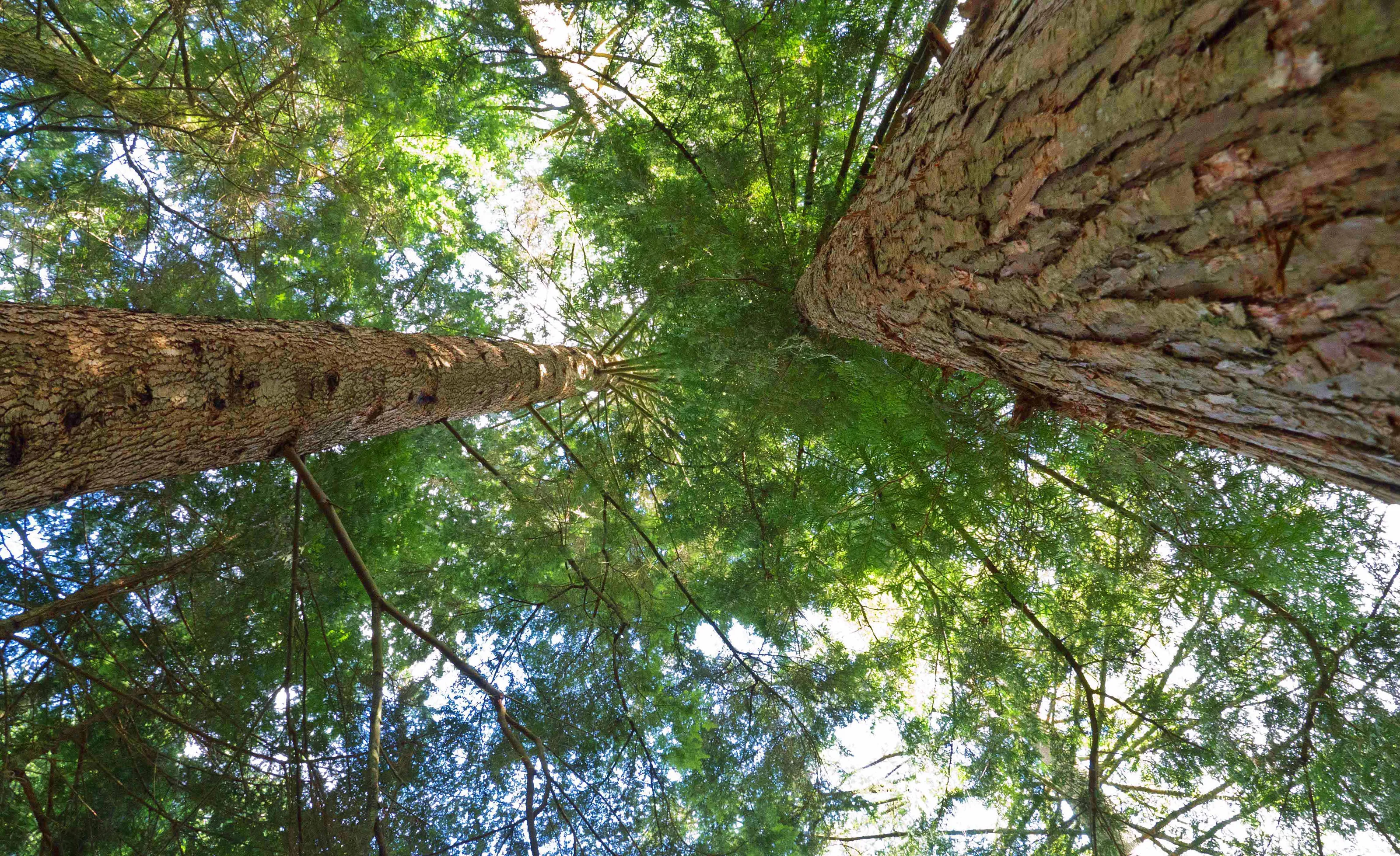 Tall Trees