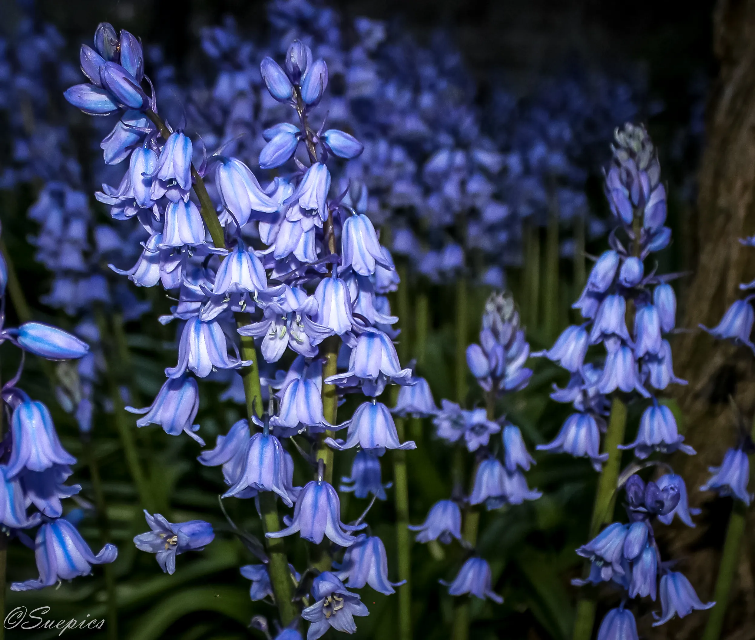 Bluebells