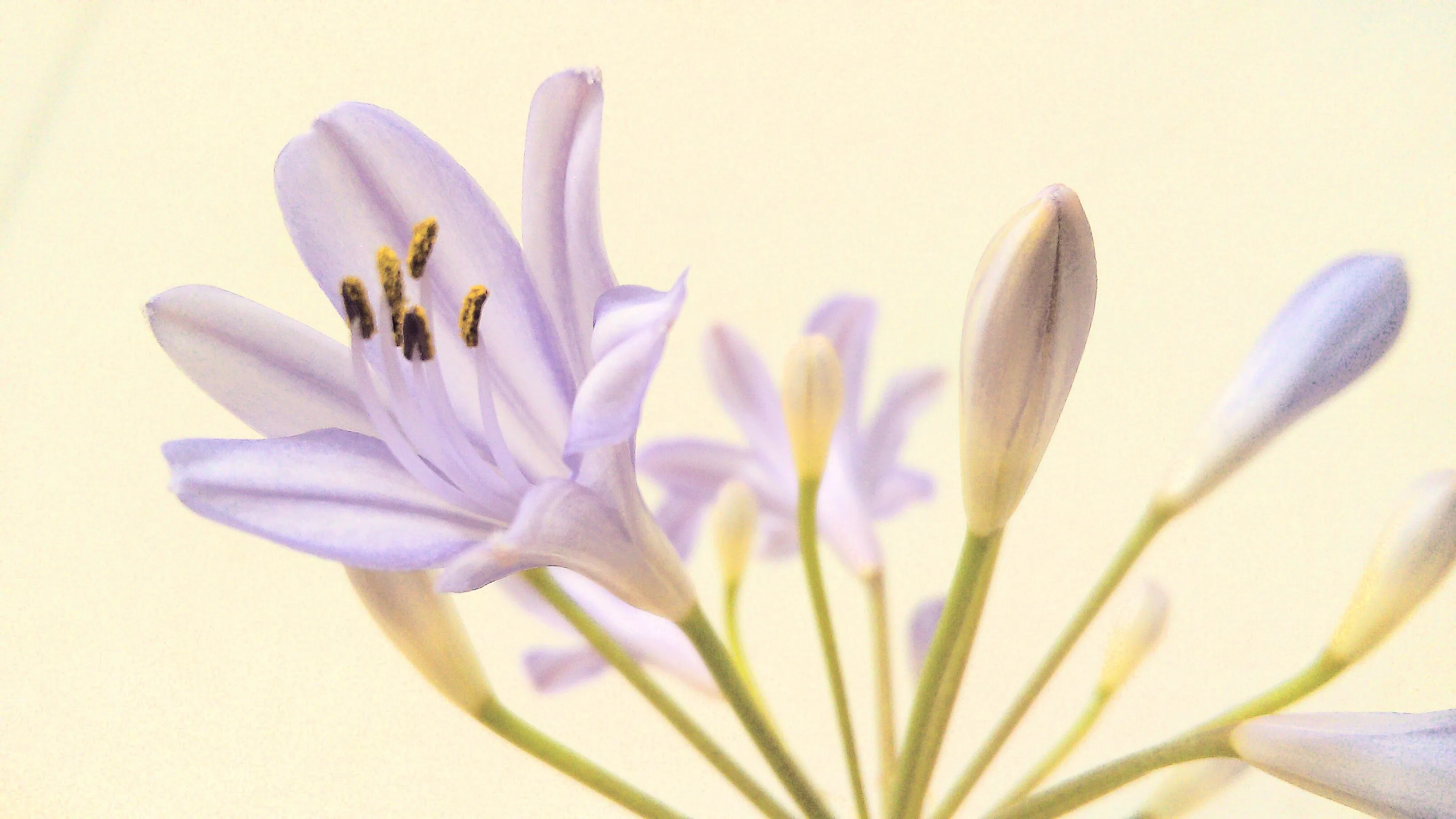Flowers and Flower Buds