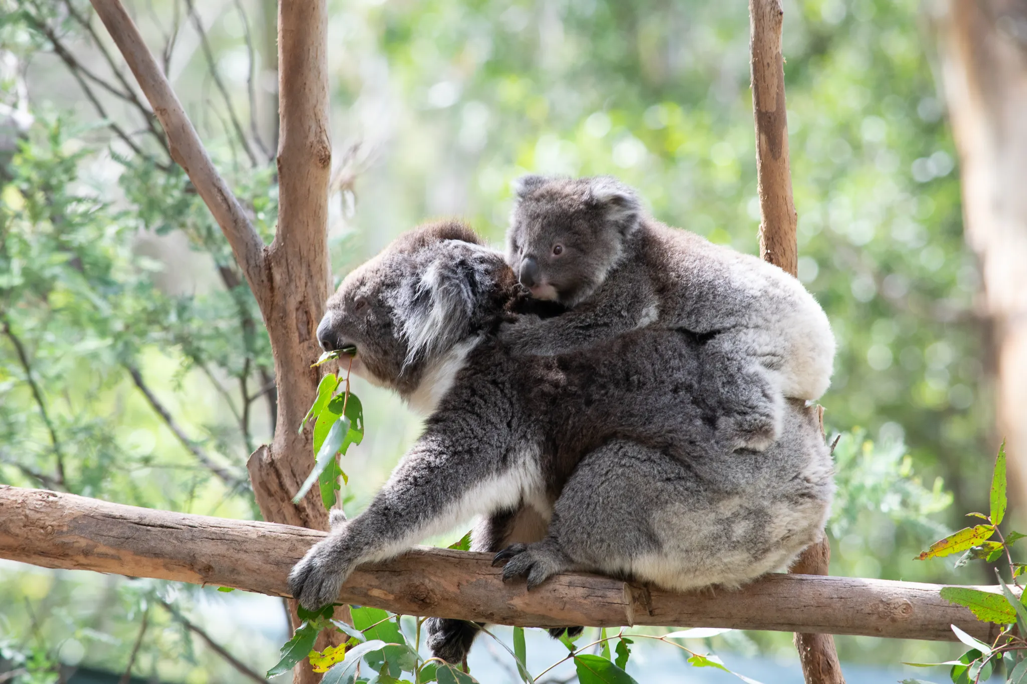 Australian Animals