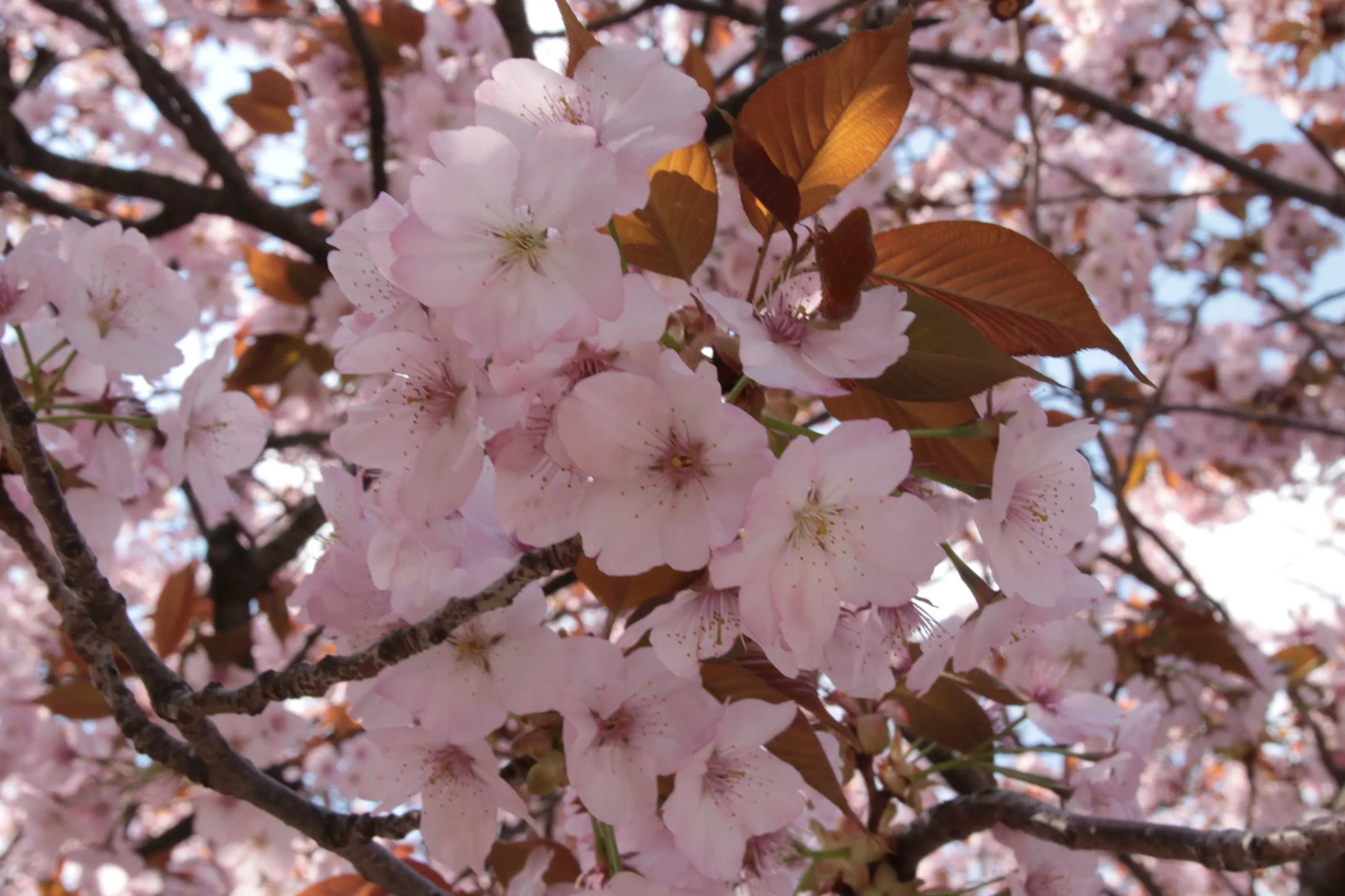 Cherry Blossom in Colour