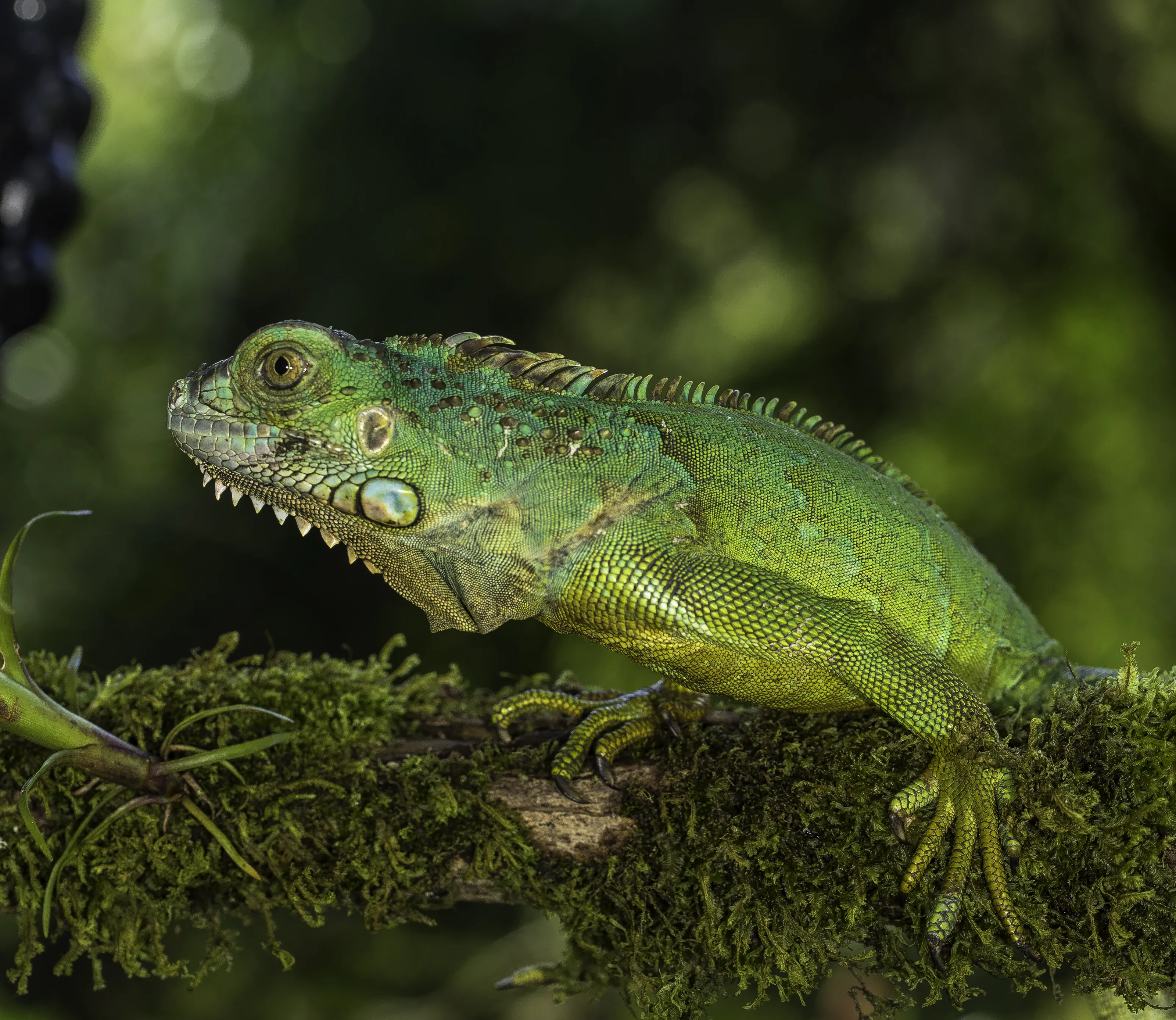 Lizards