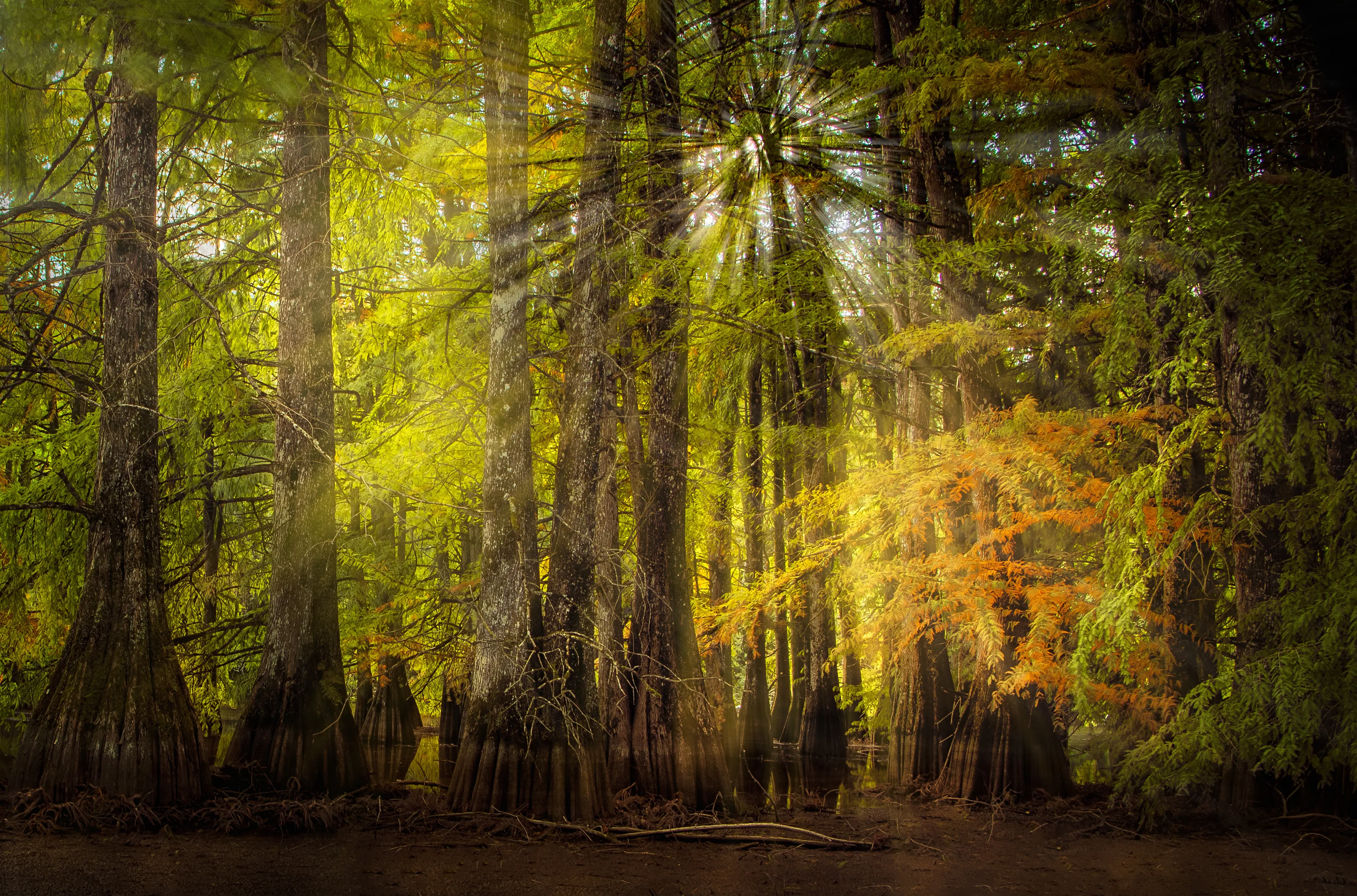 Capture Rays of Light.