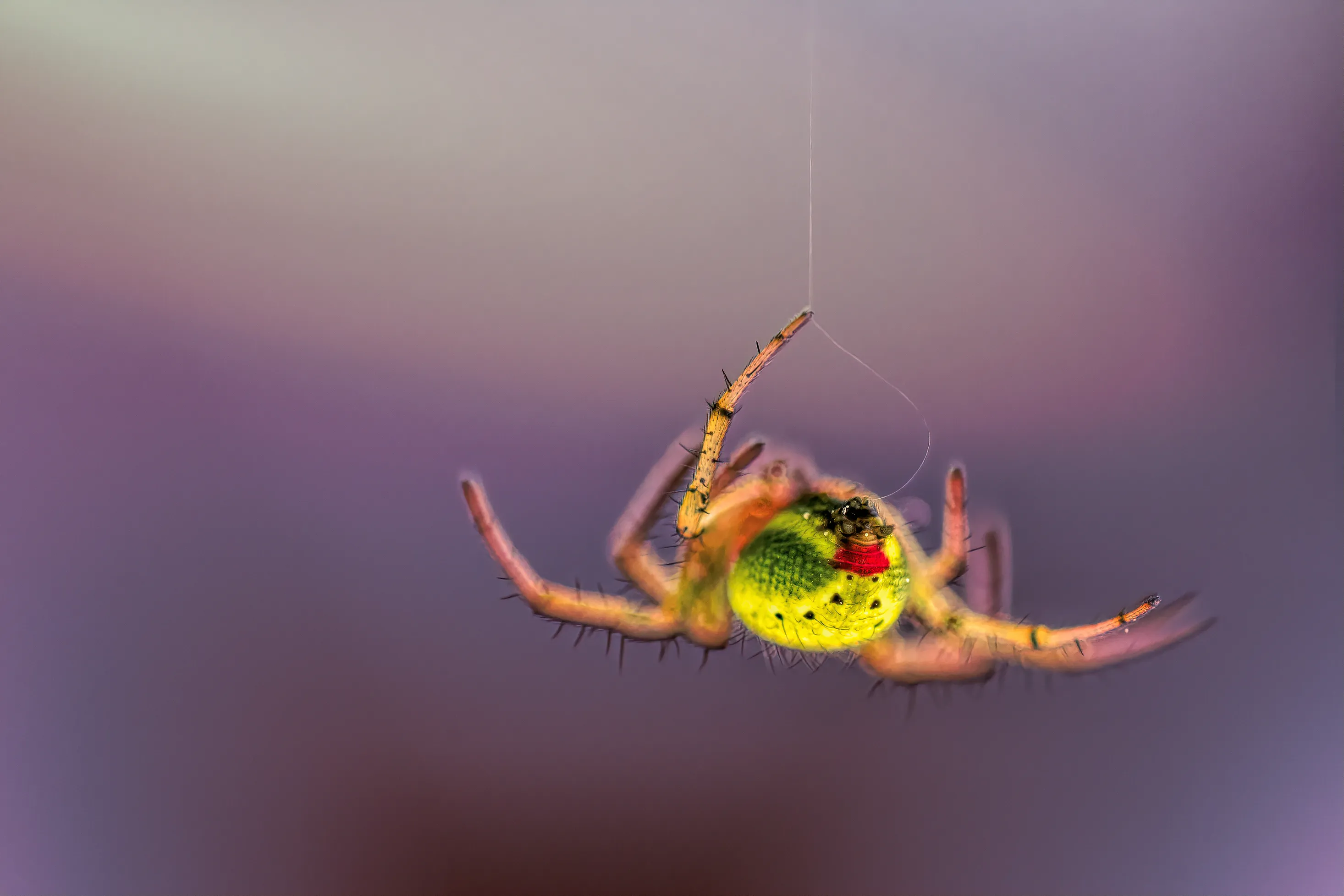 Spiders