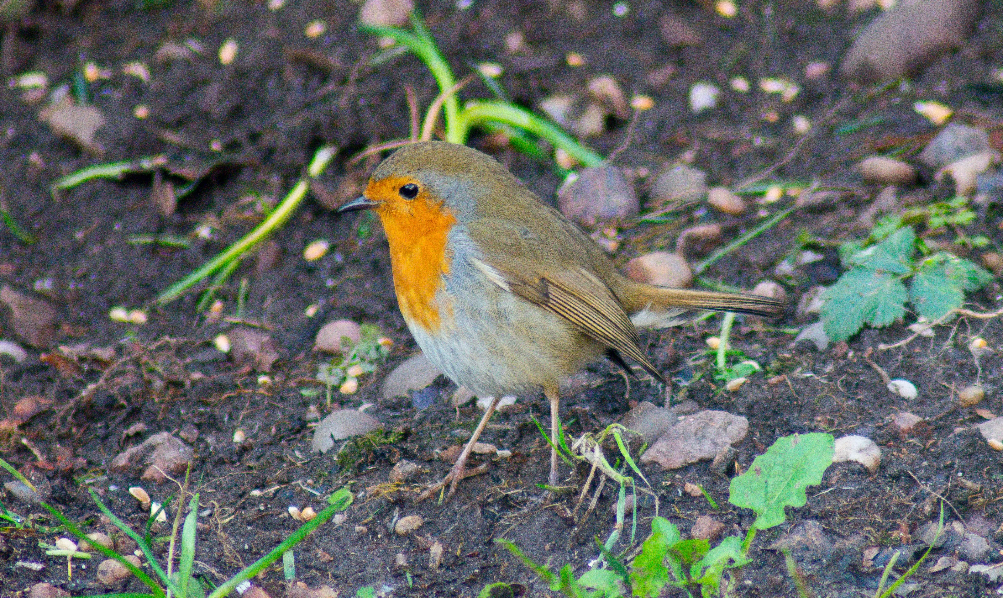 Garden Birds