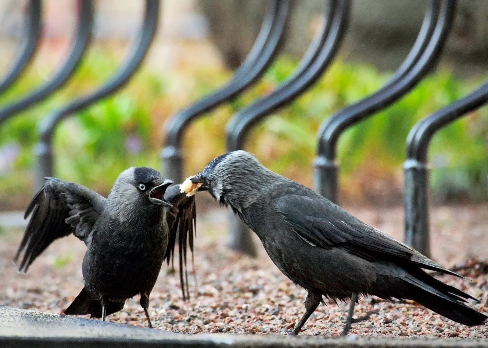 Animals Interacting