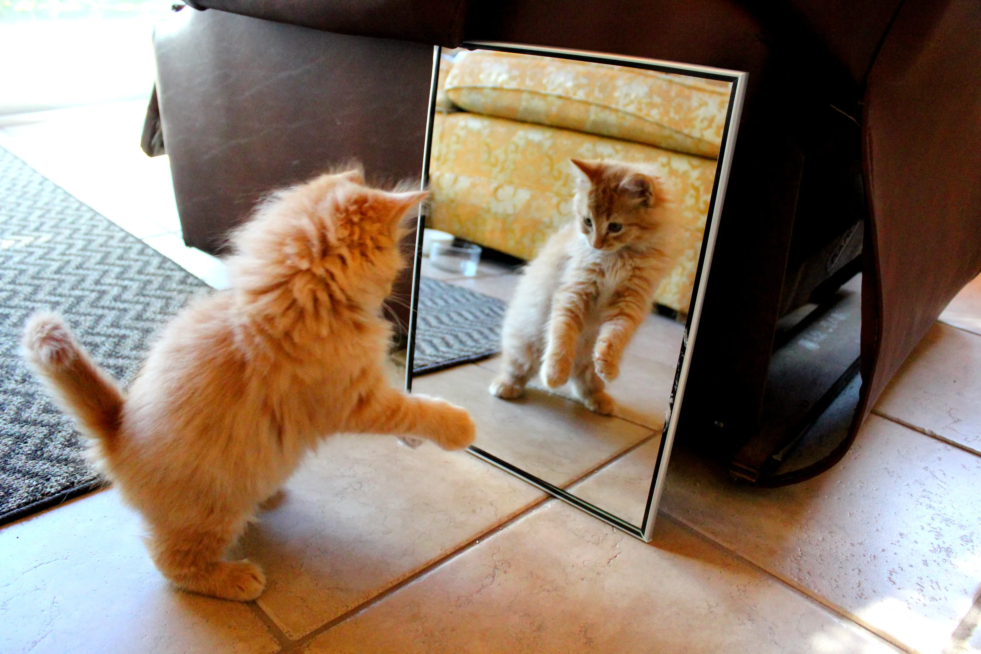 Curious Cats