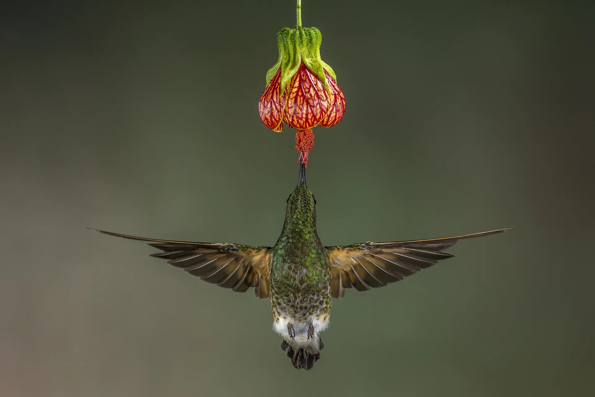 Colourful wildlife