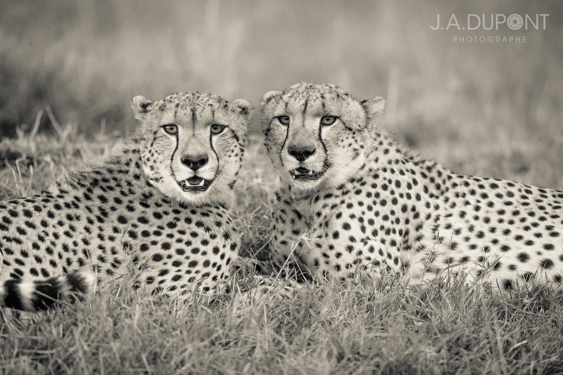 Big Cats of Africa (in the wild)