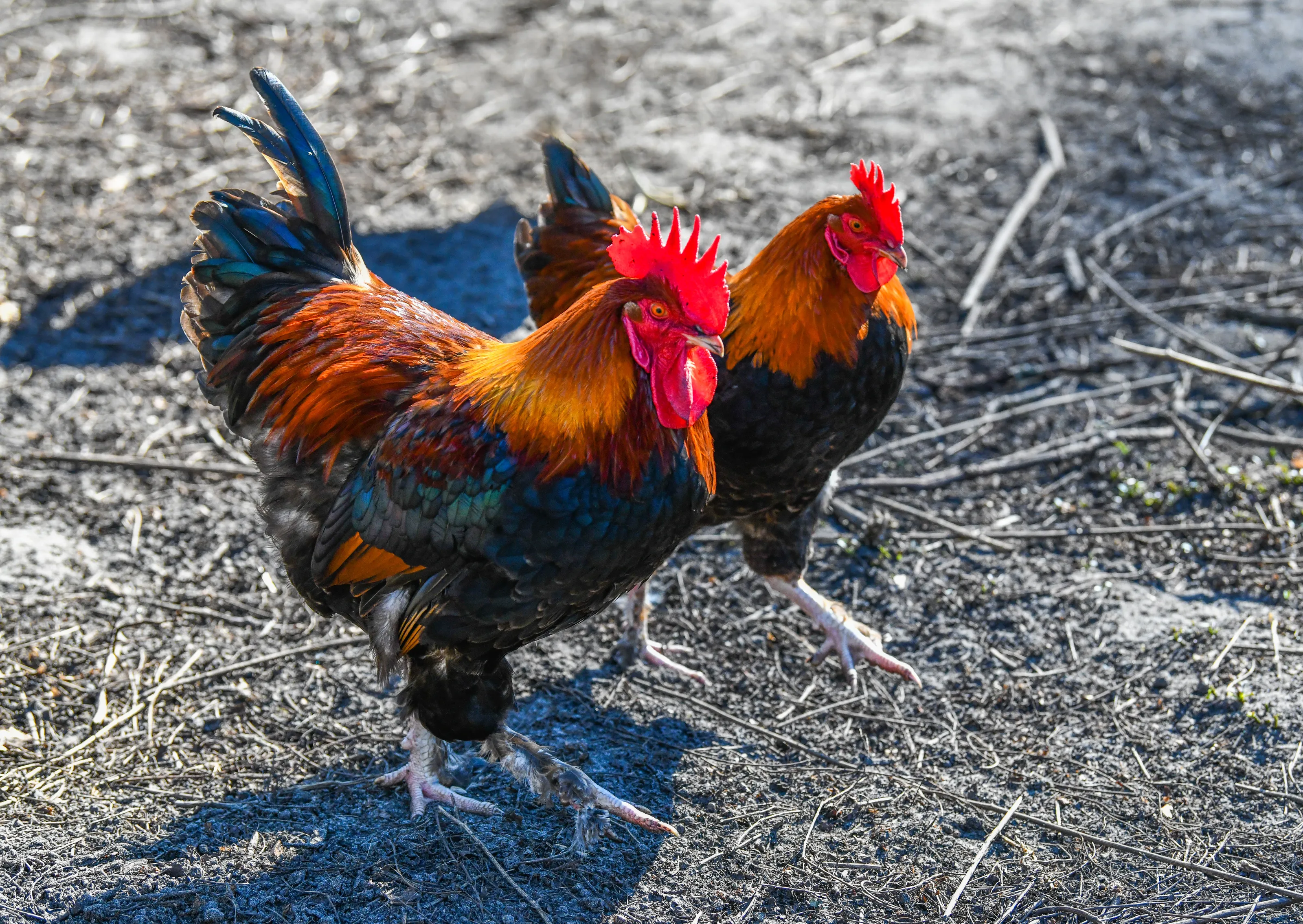 Animals of the Farmyard