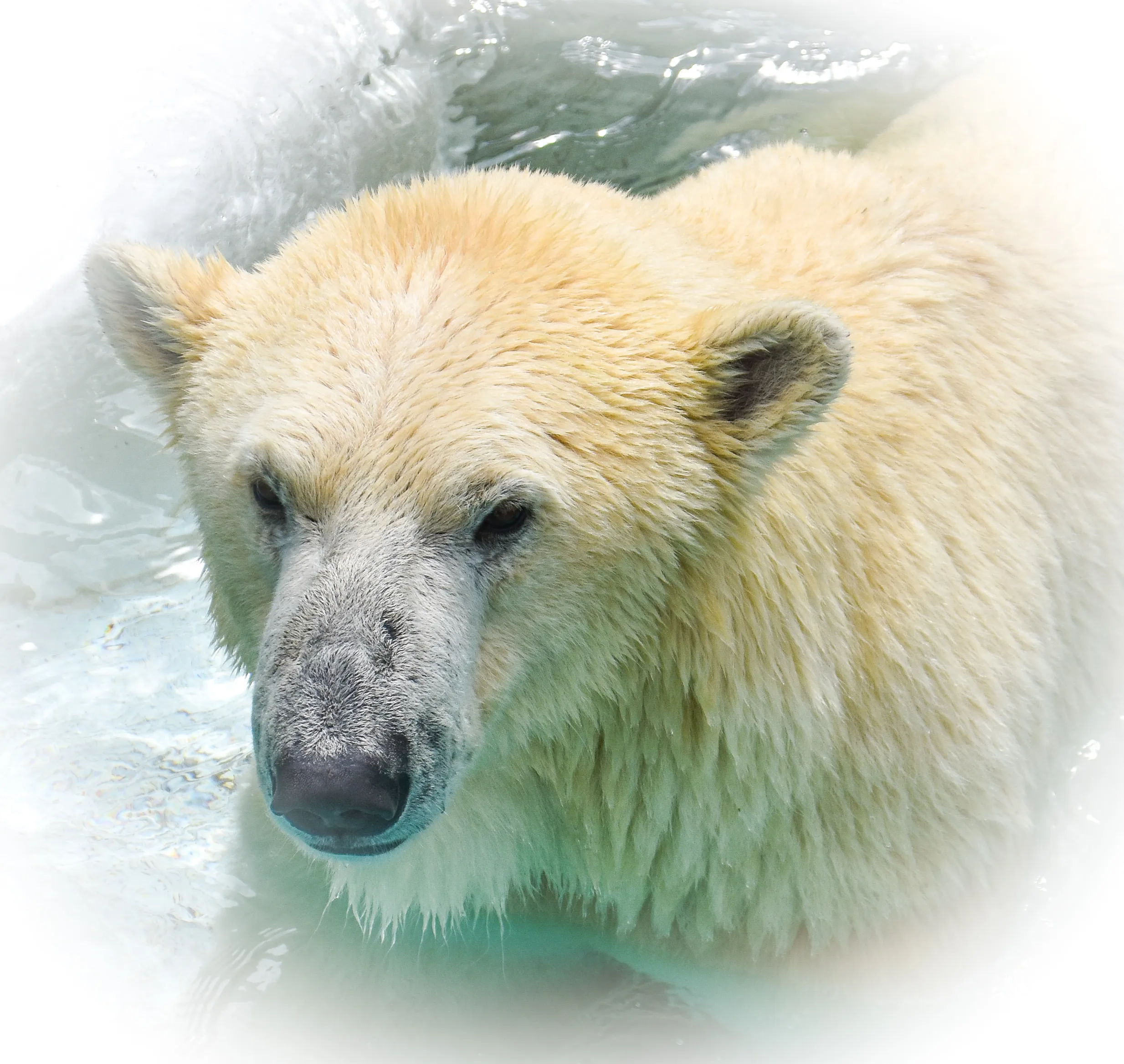 Bears