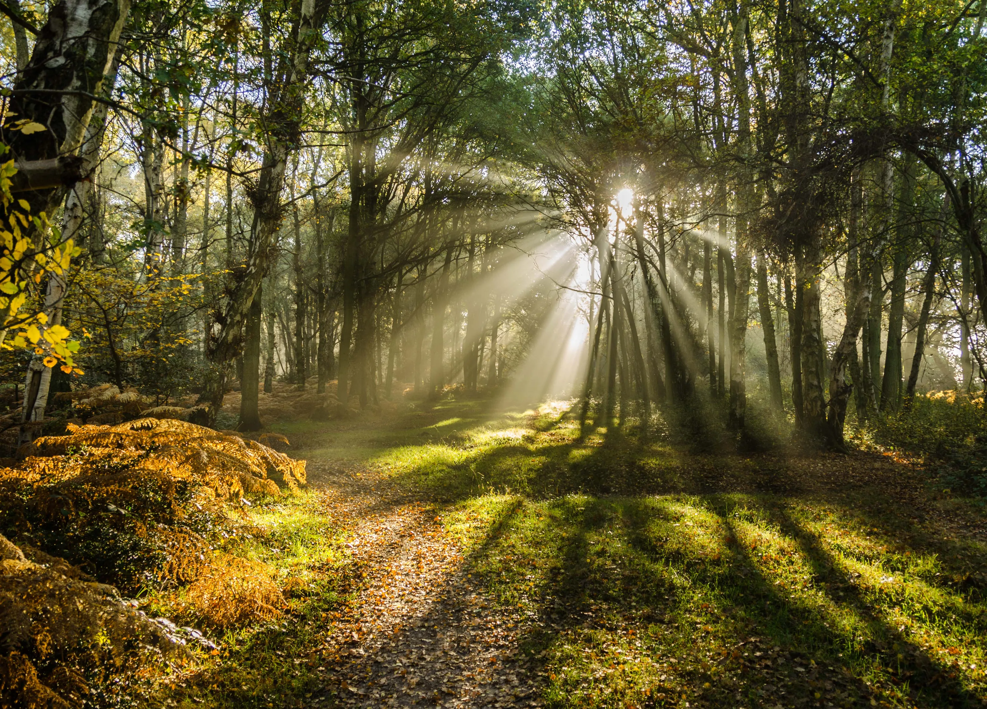Rays of Sun (in colour)