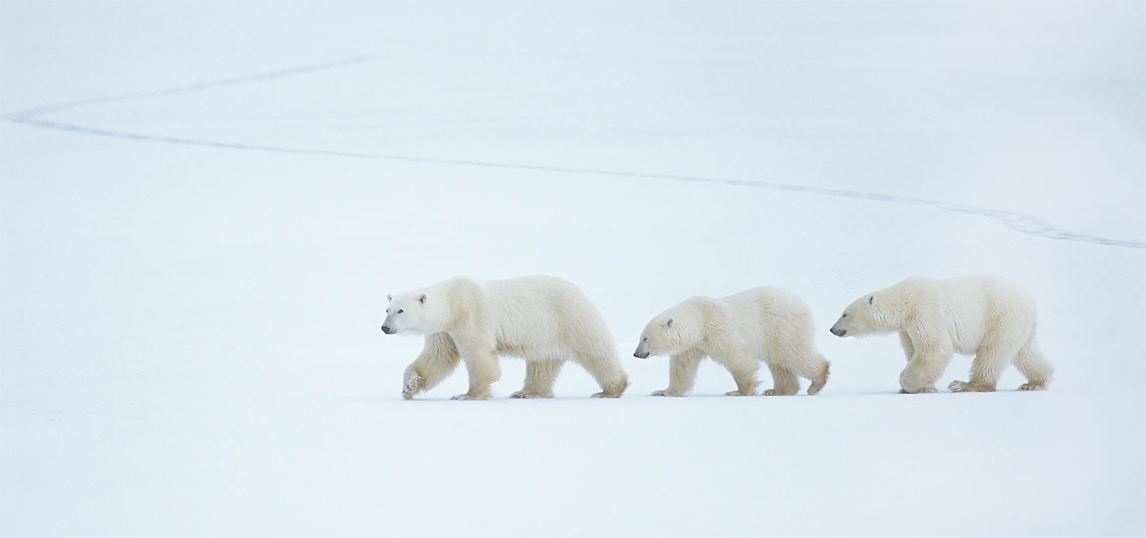 Animals that live in Extreme Climates