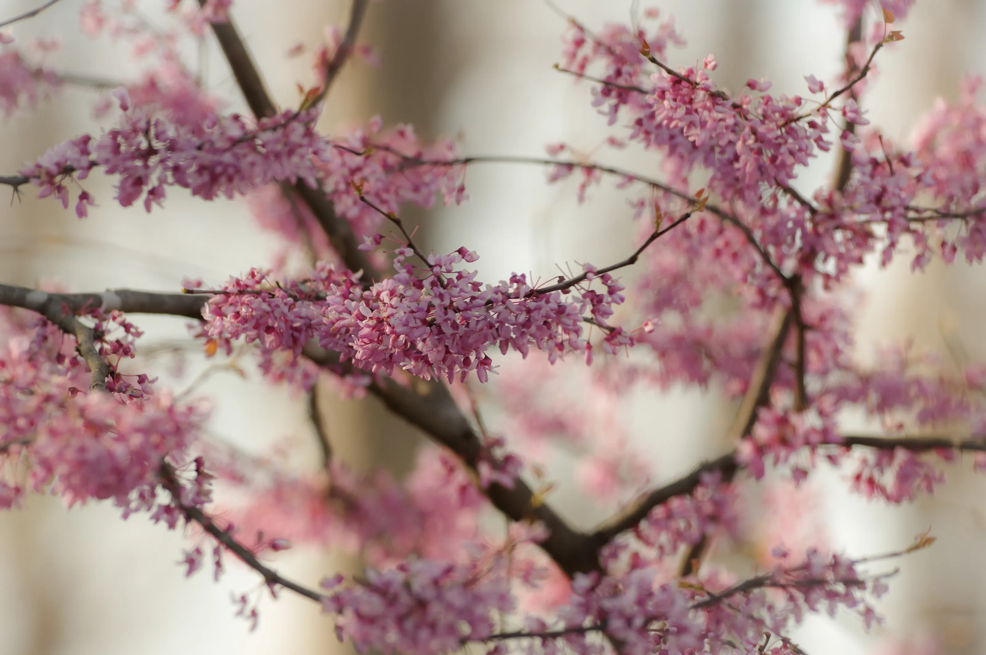 Natural Abstracts