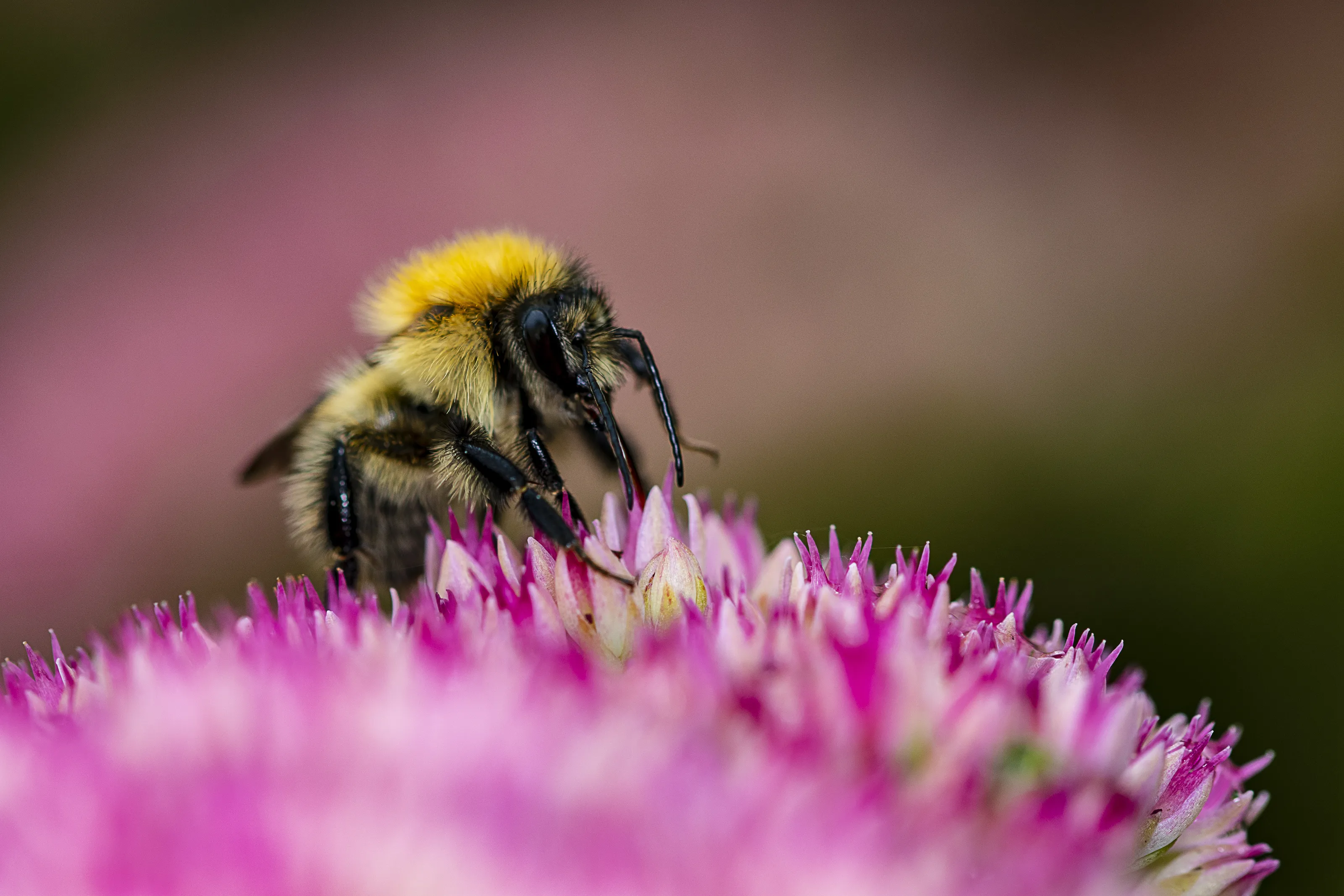 Butterflies and Bees on Flowers and Plants