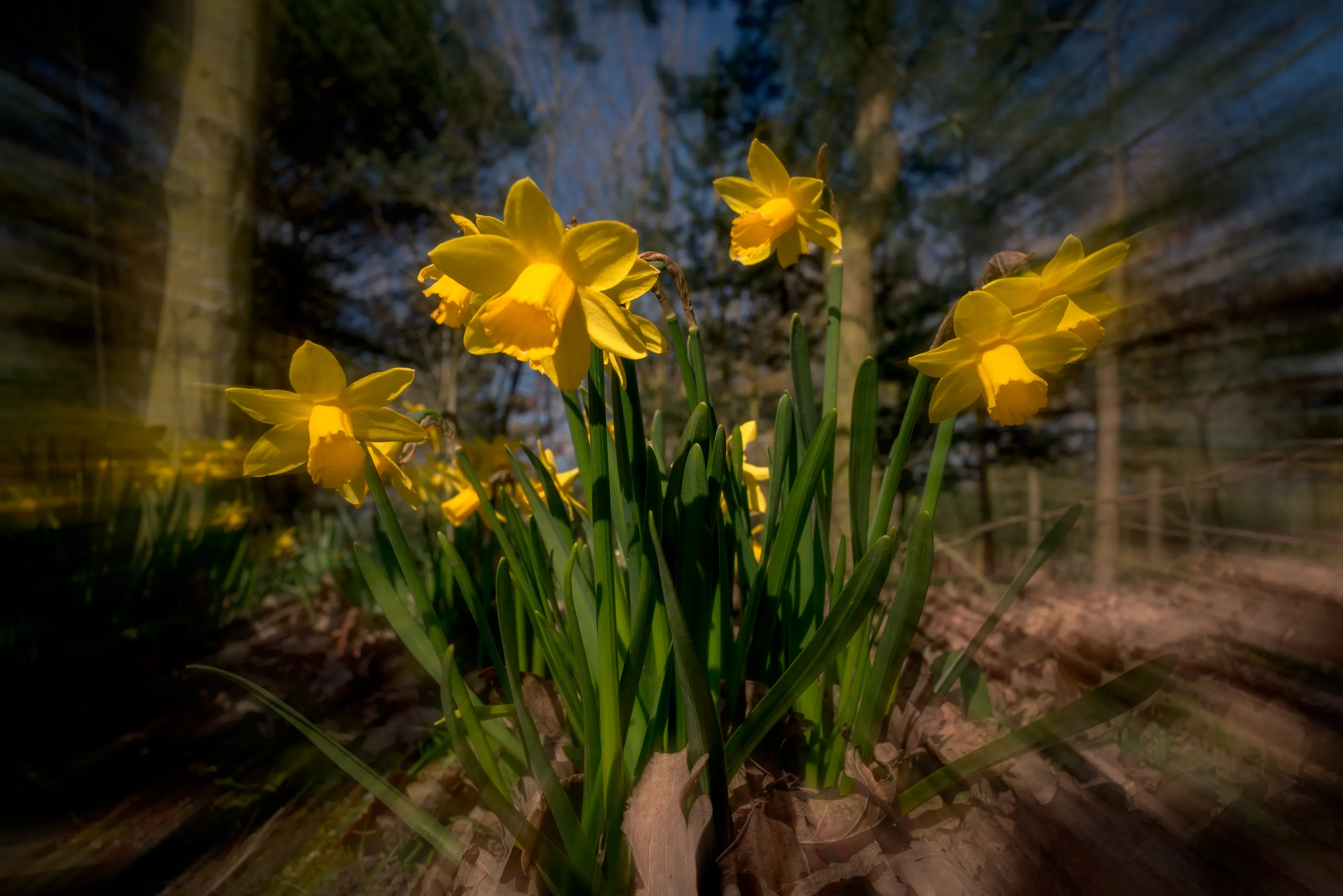 Daffodils