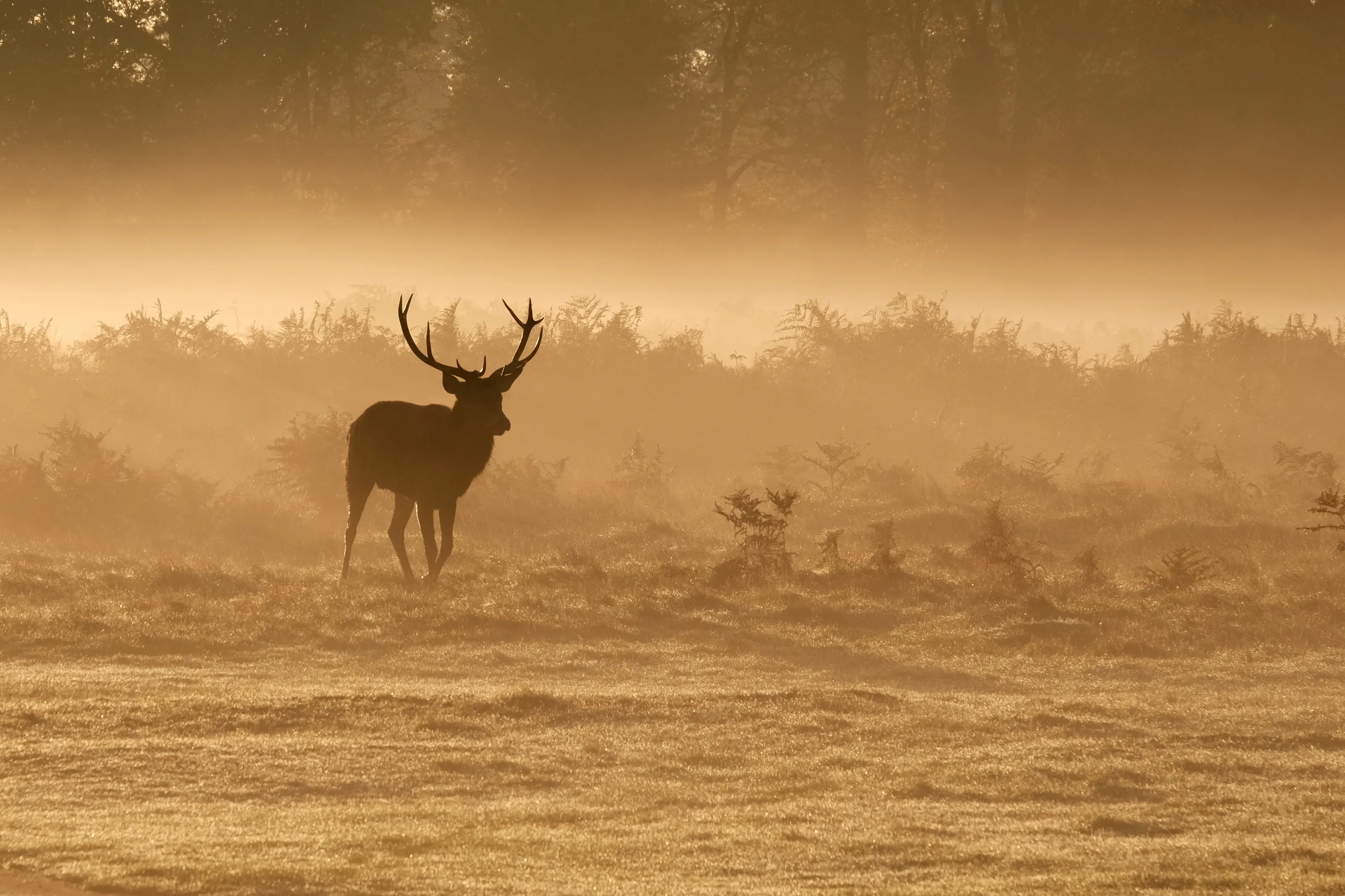 Wild Deer