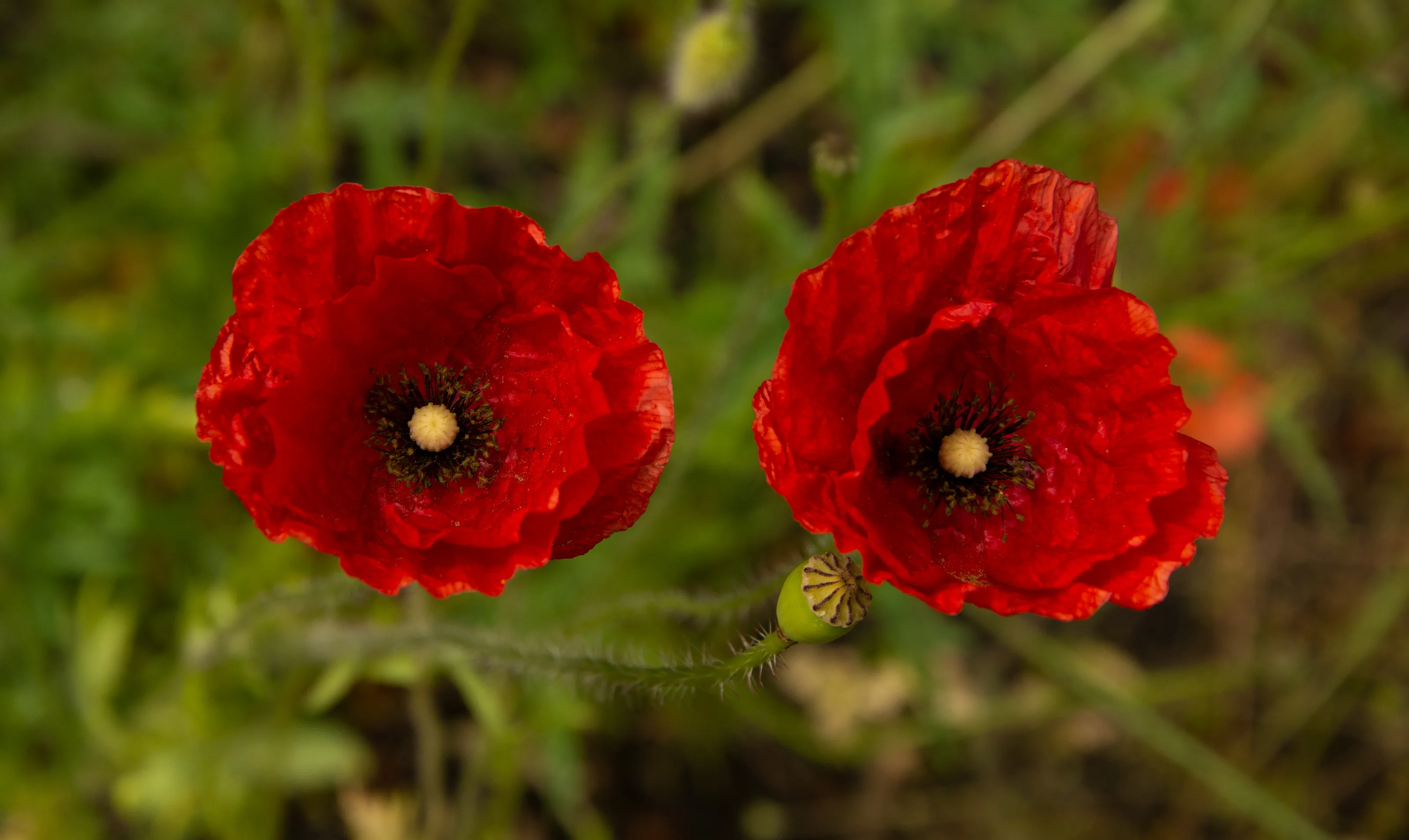 Red and Green