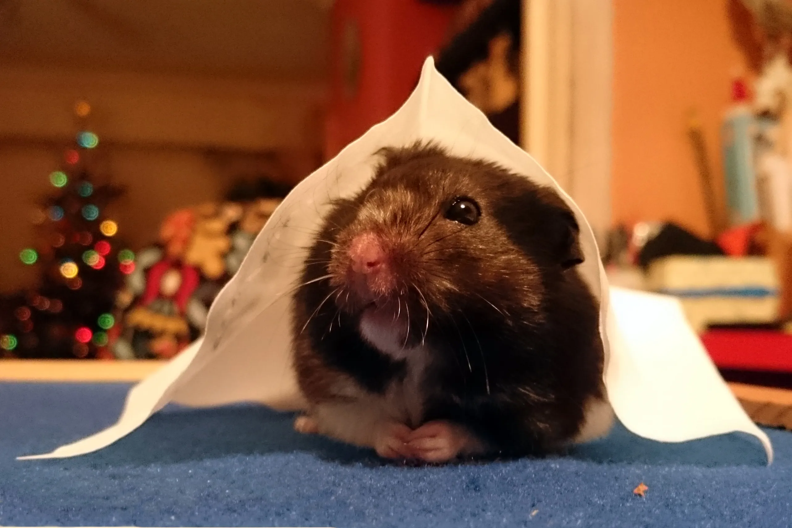 Pet Rodents