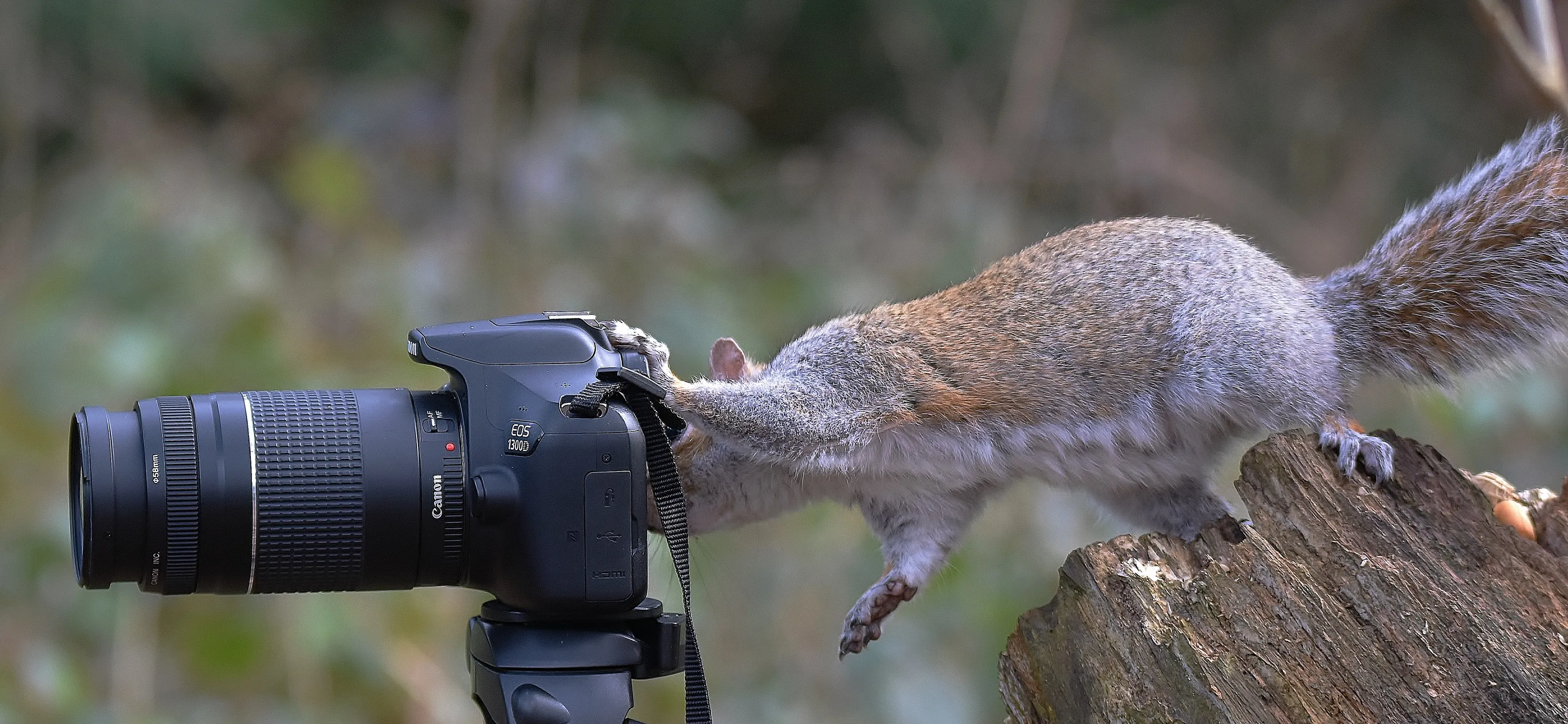Animals - Capturing the Unexpected