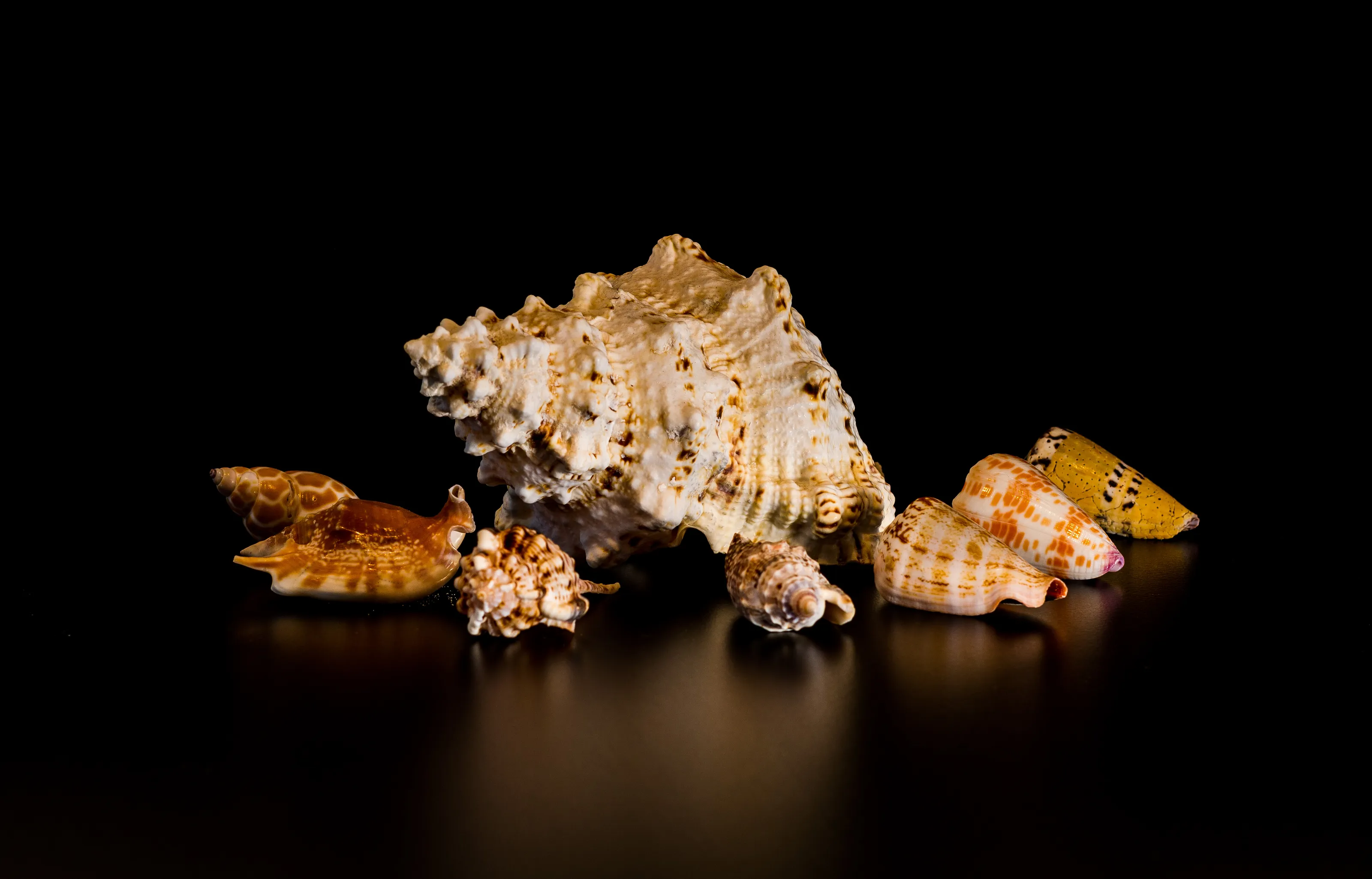 Seashells