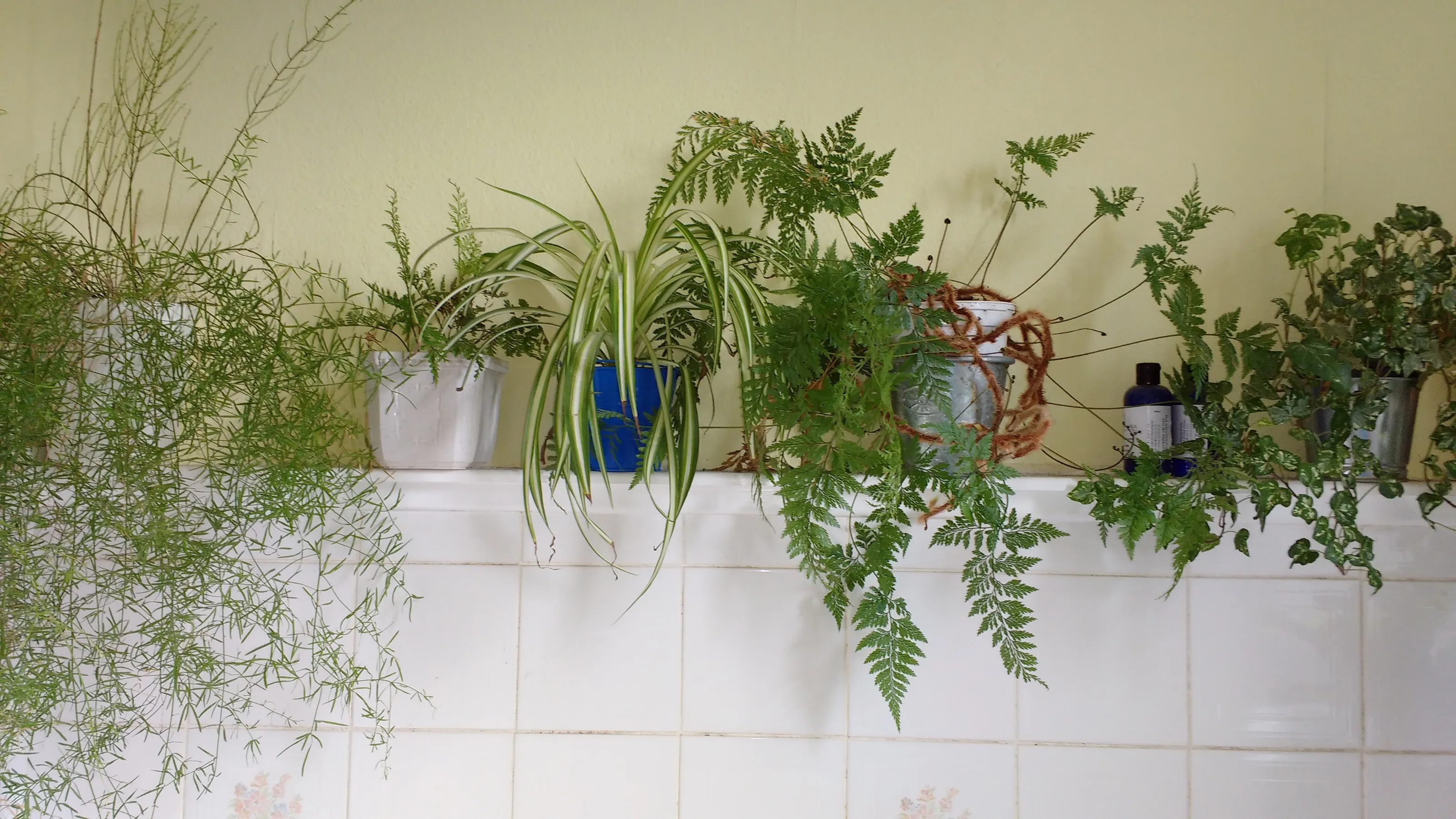 Indoor Houseplants