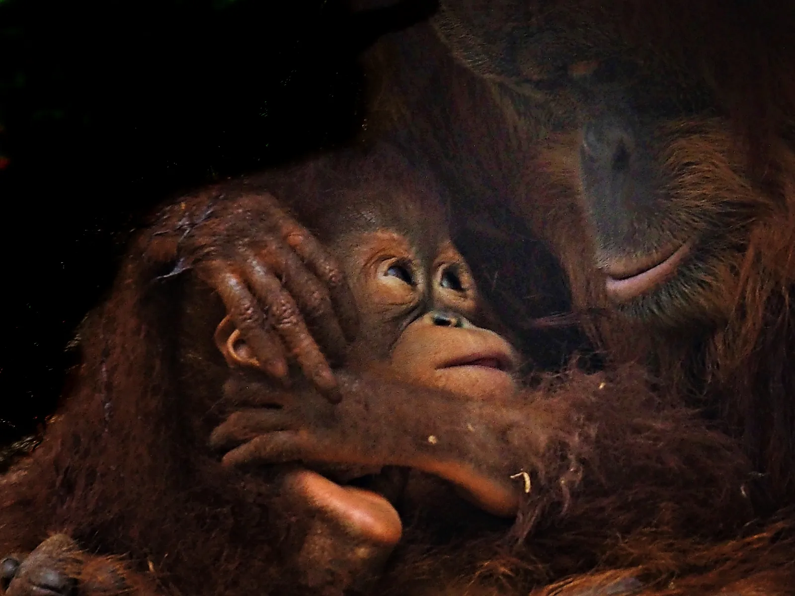 A Mother's Love