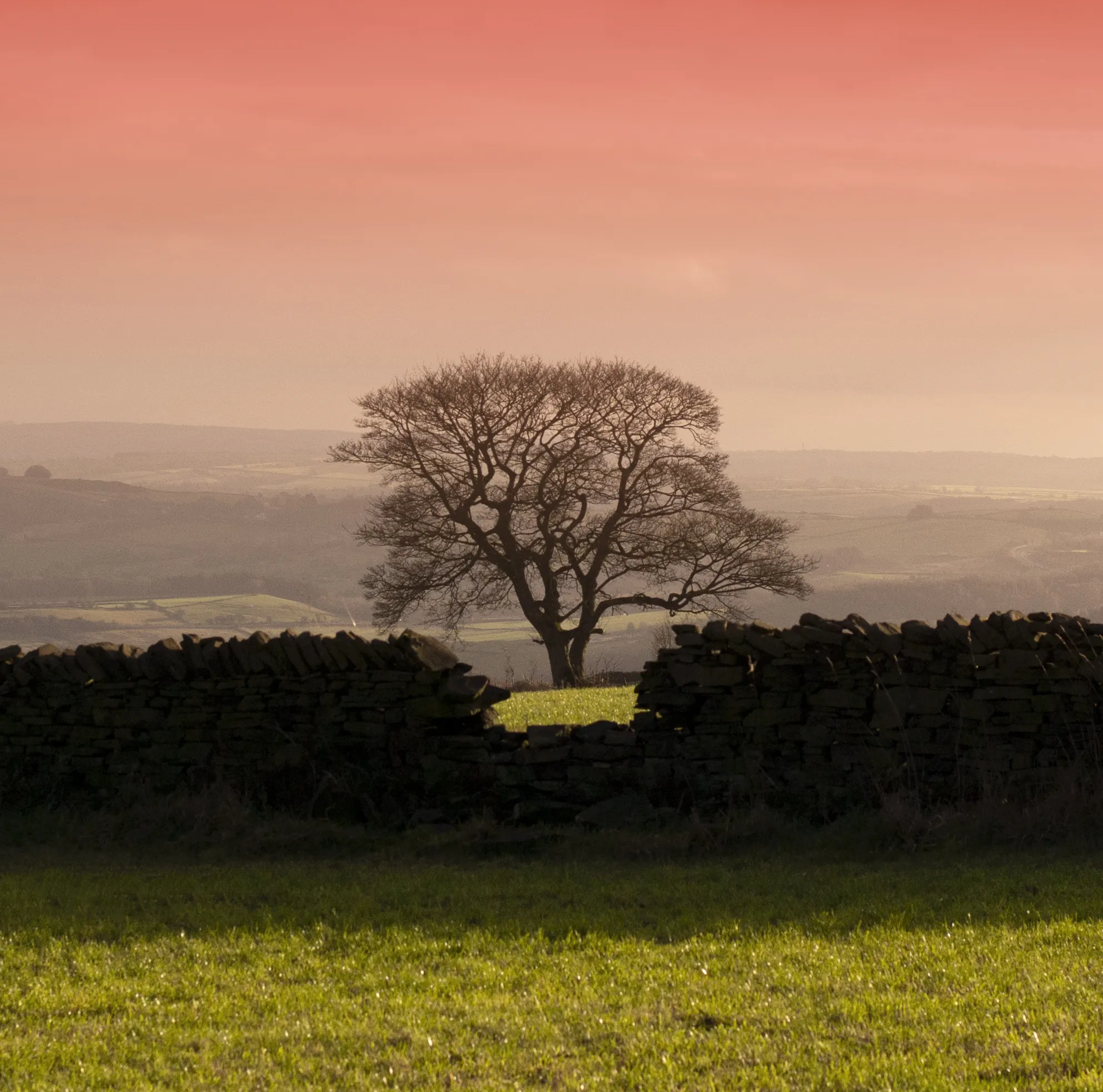 A Single Tree