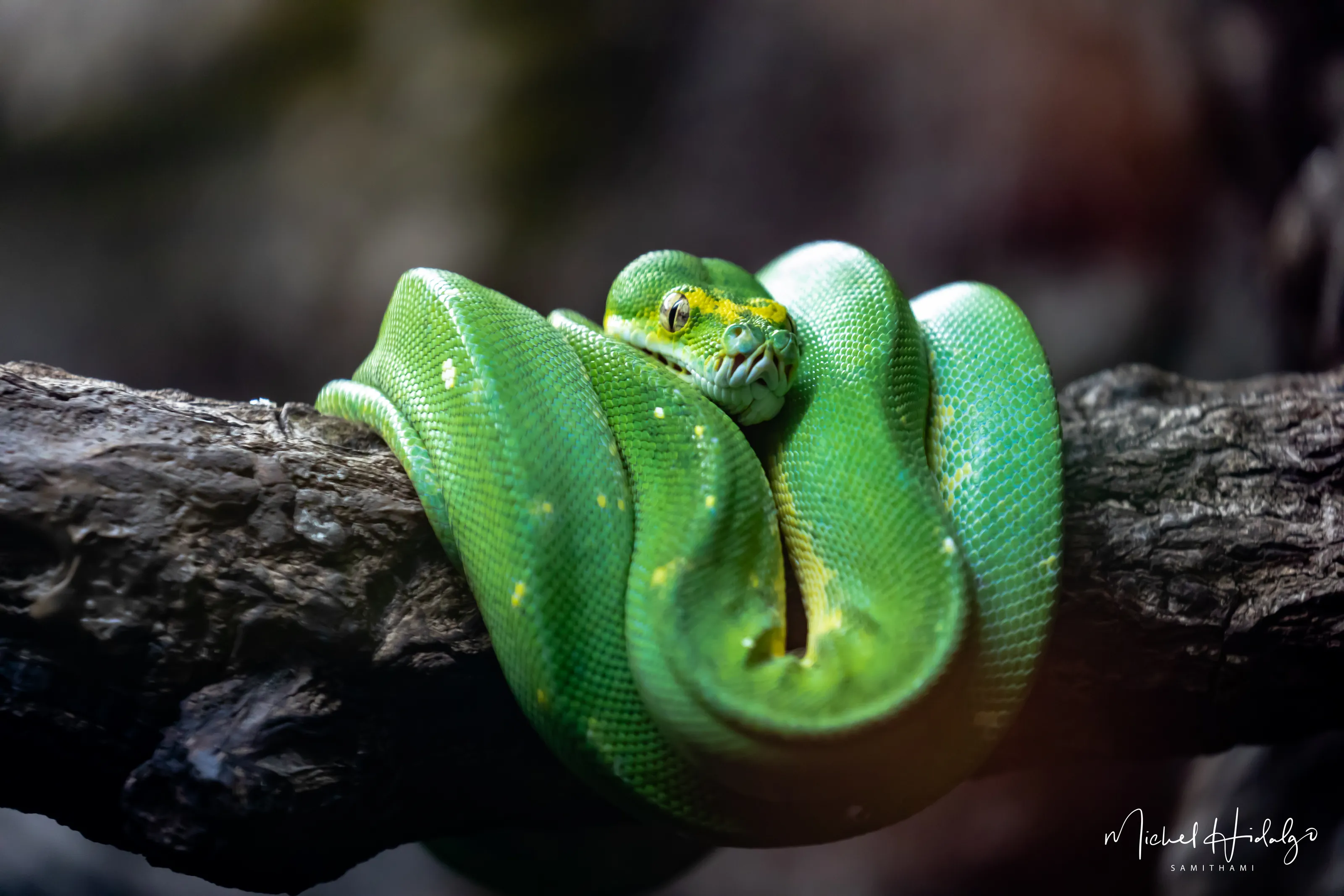 Snakes