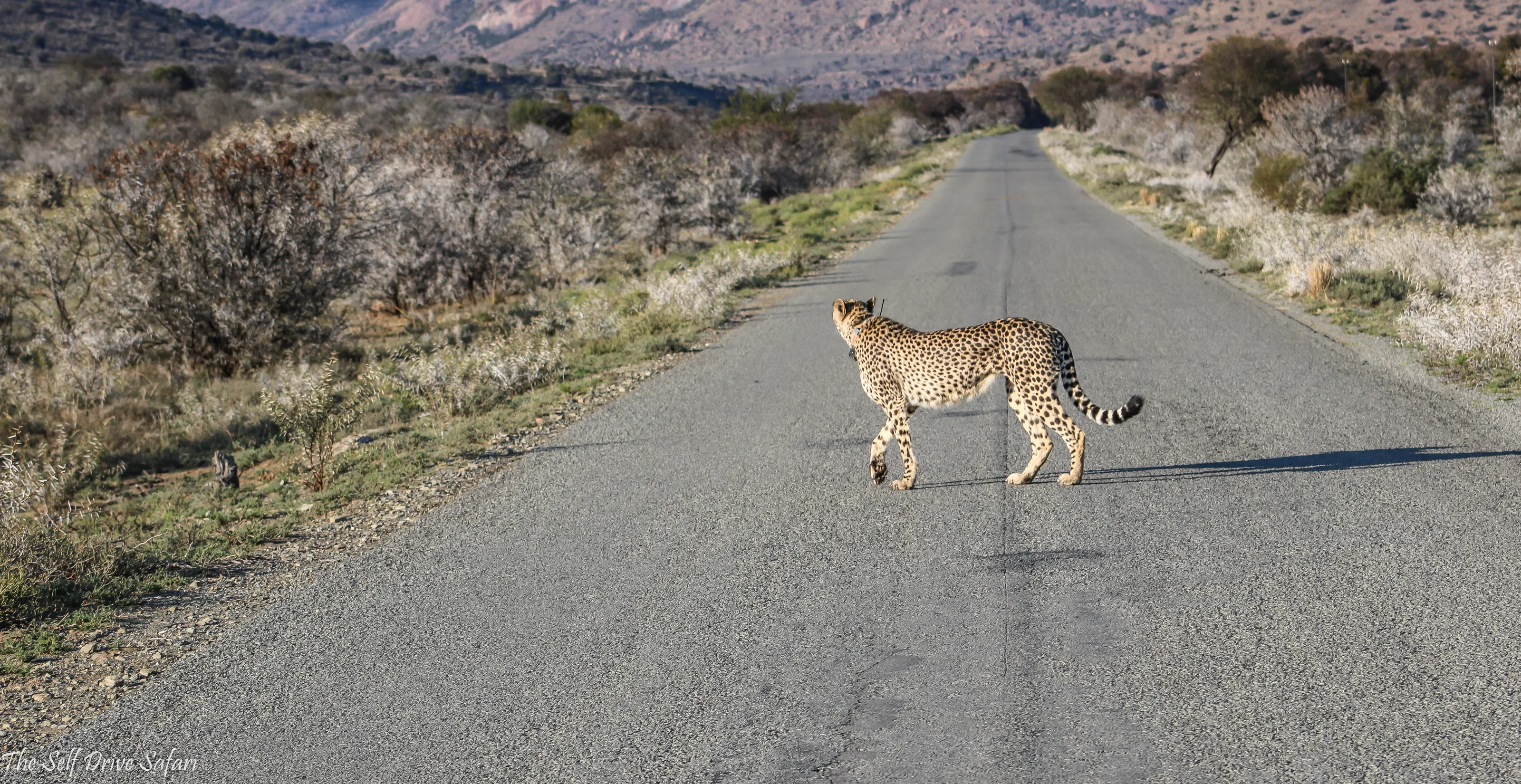 Animals Blocking the Road