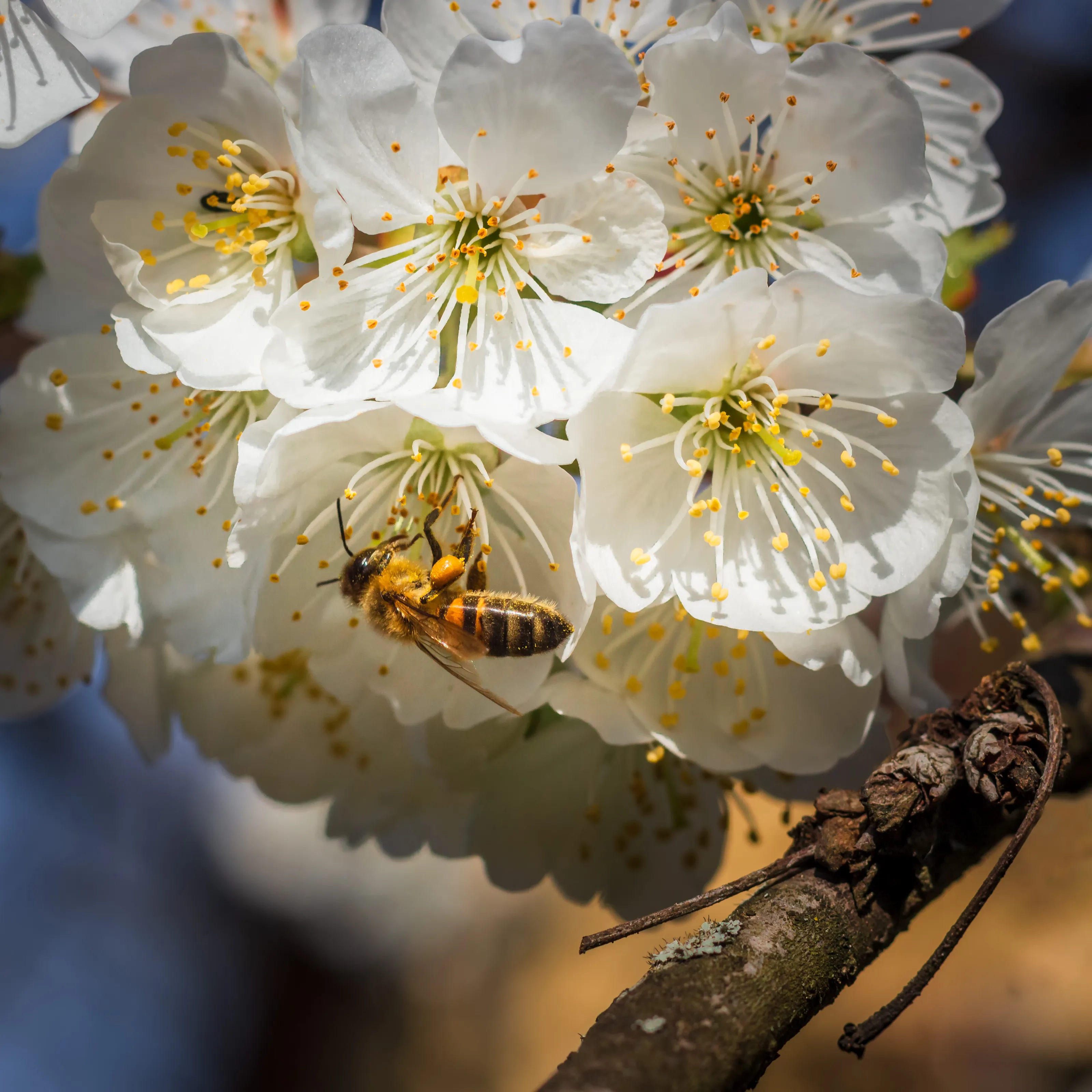 Insects on Flowers
