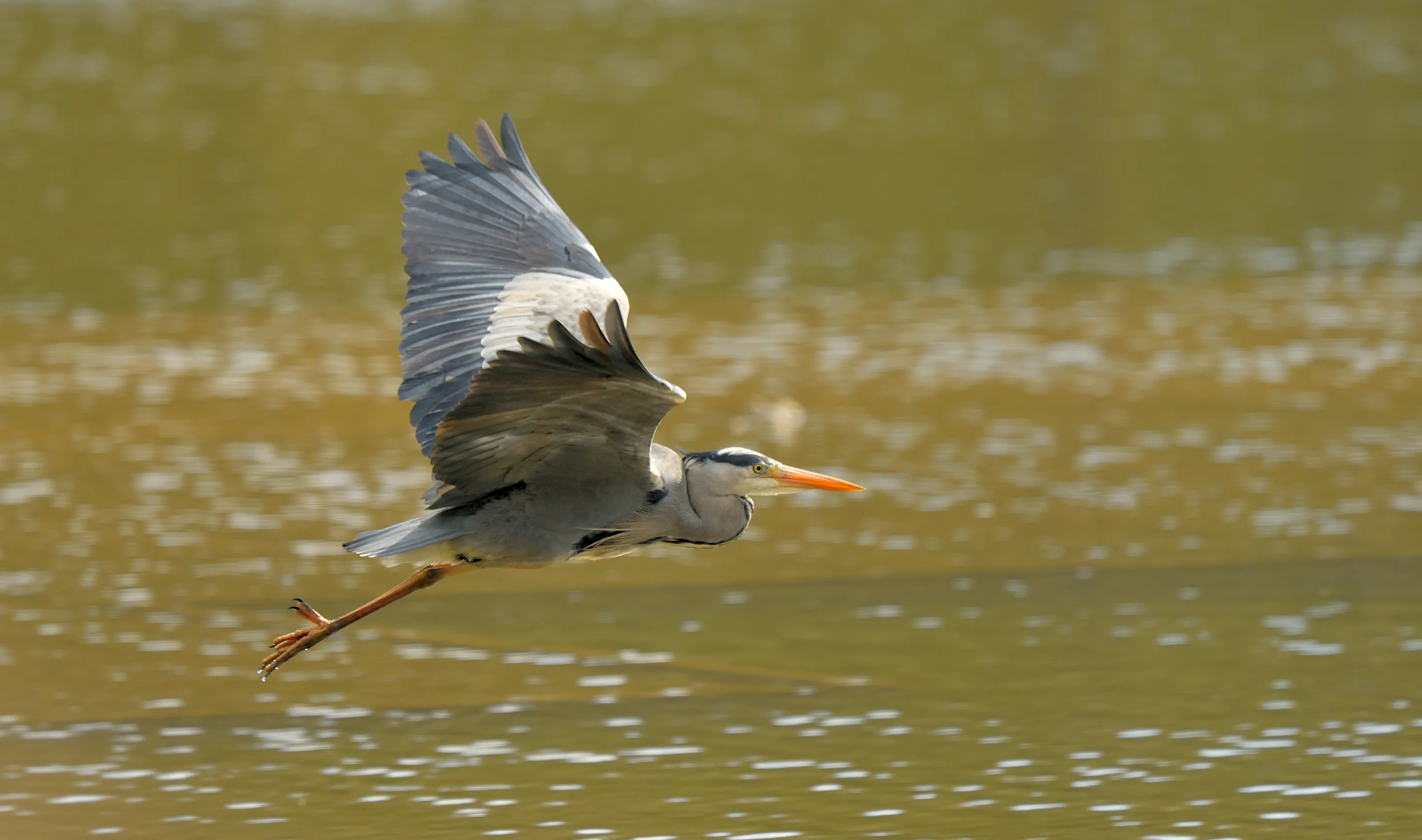 Water Birds
