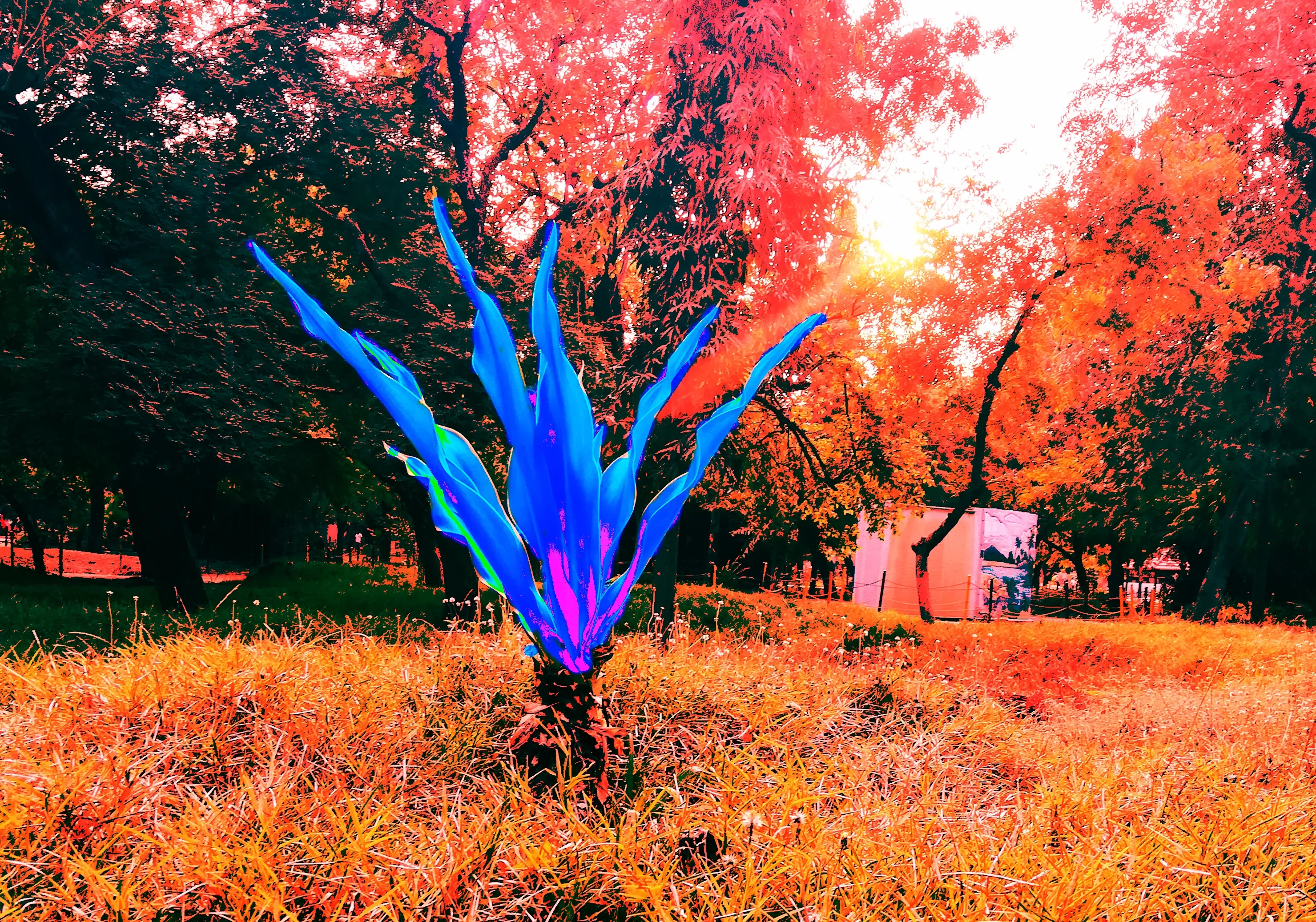 Colour Me Different (No Still Life)
