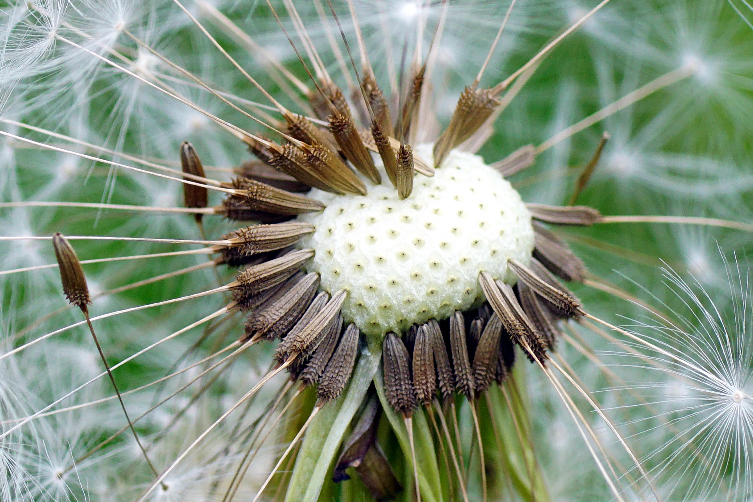 Dandelions