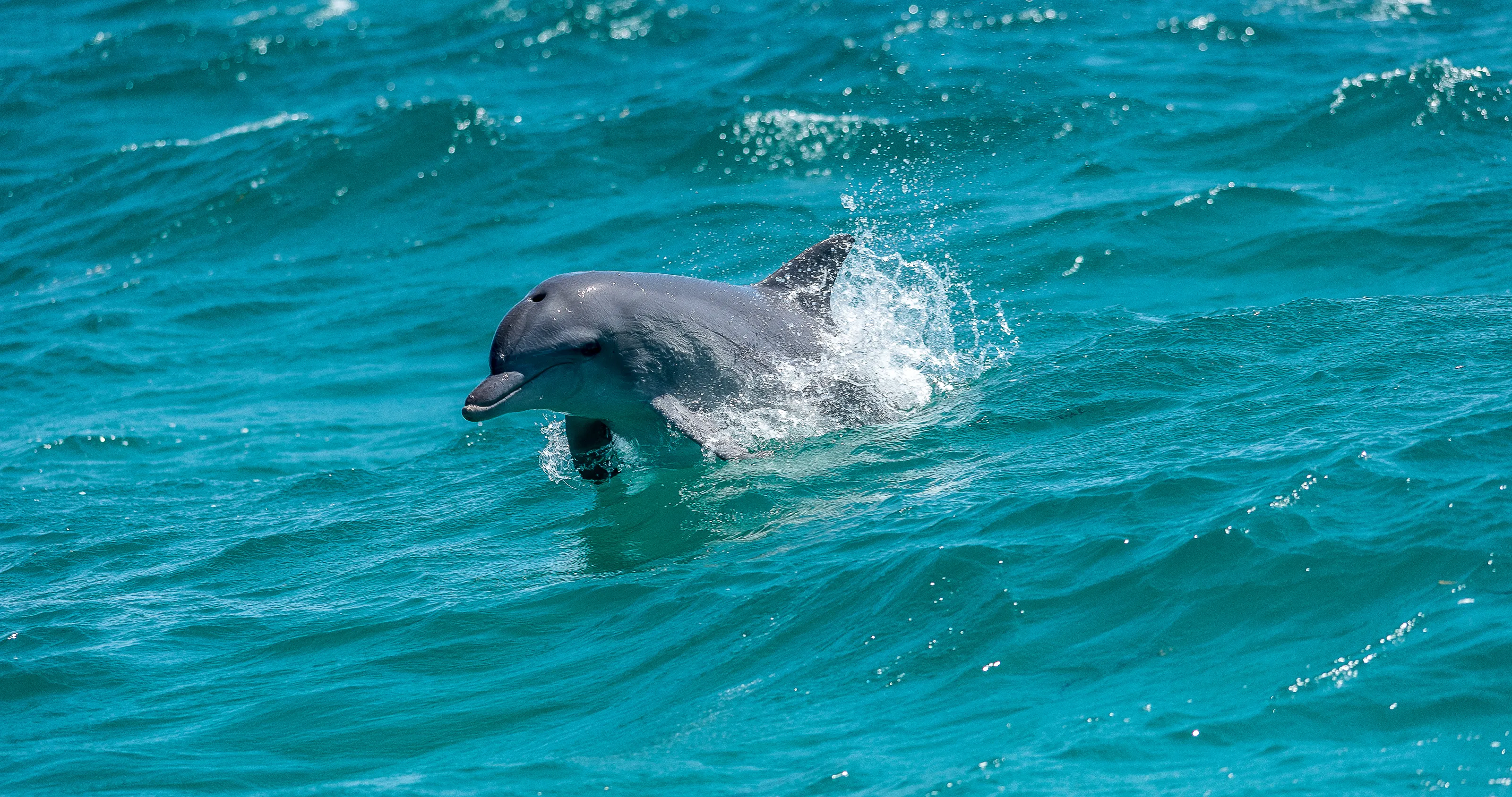 Dolphins or Whales