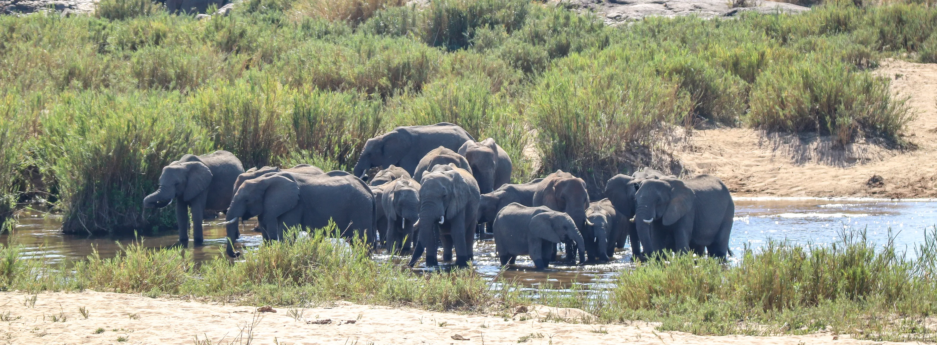 Elephants in the Wild