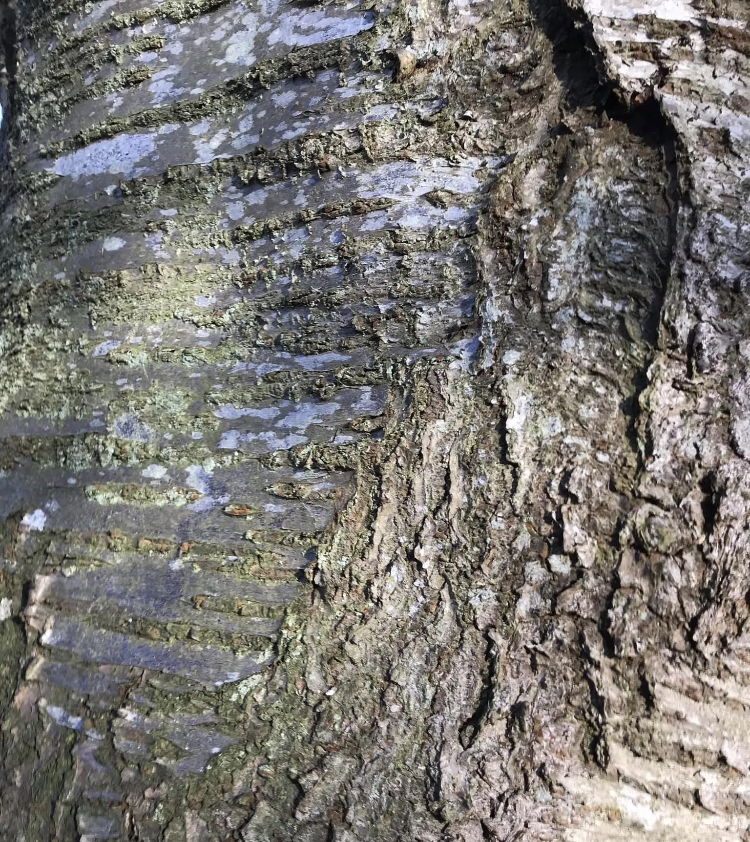 Tree Bark