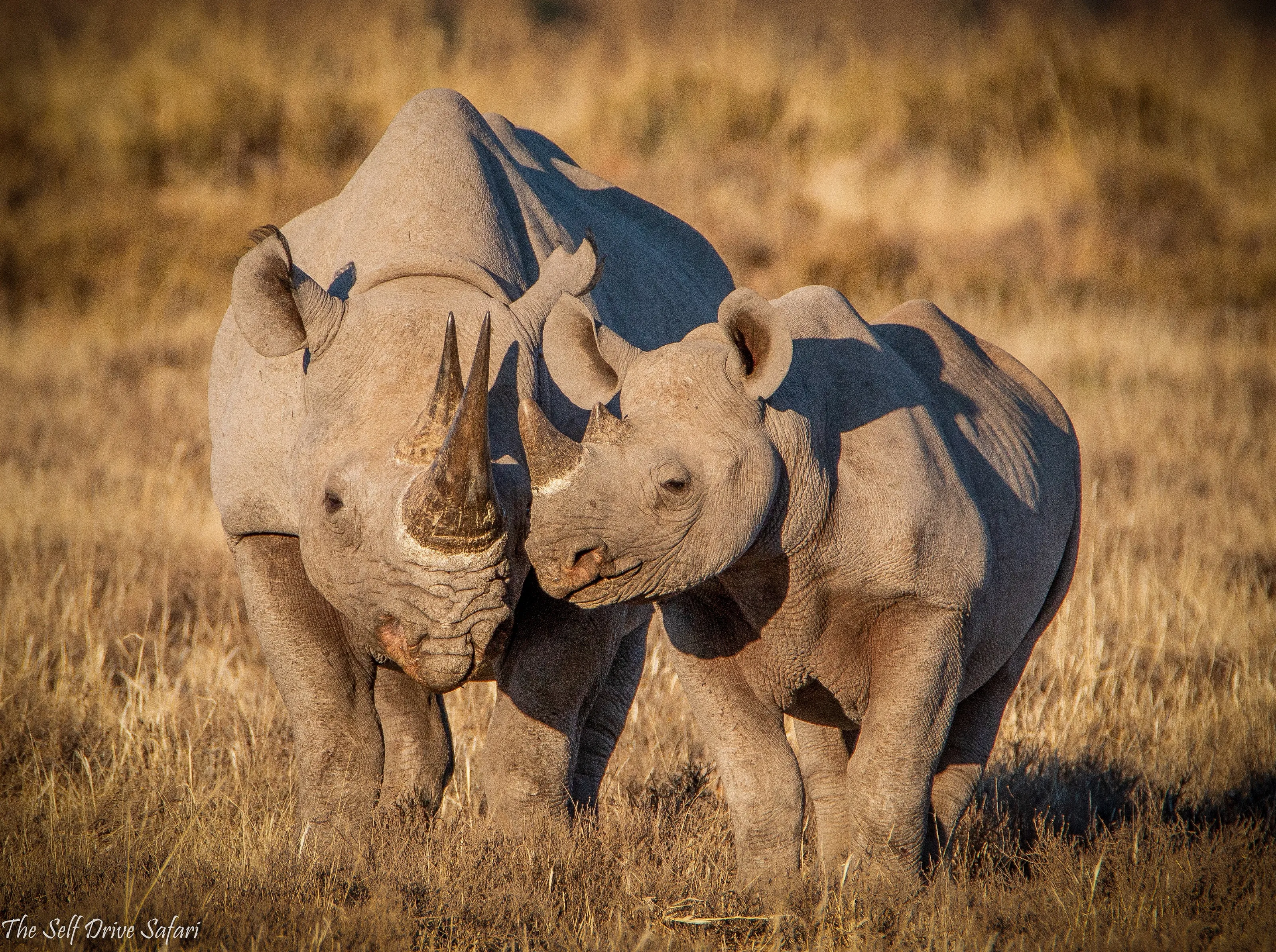 Your Favourite Animal (colour photos only)
