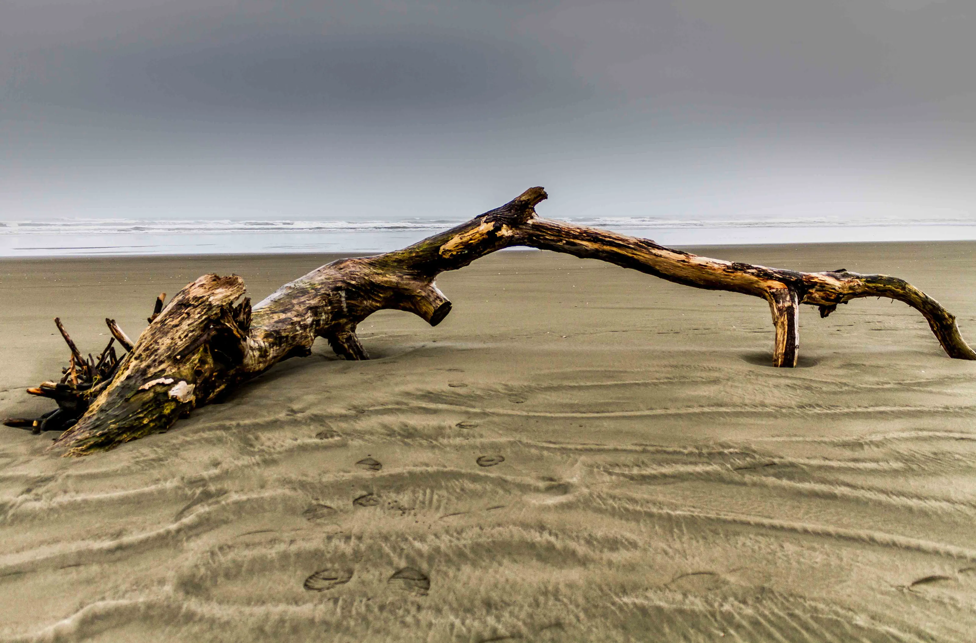 Driftwood