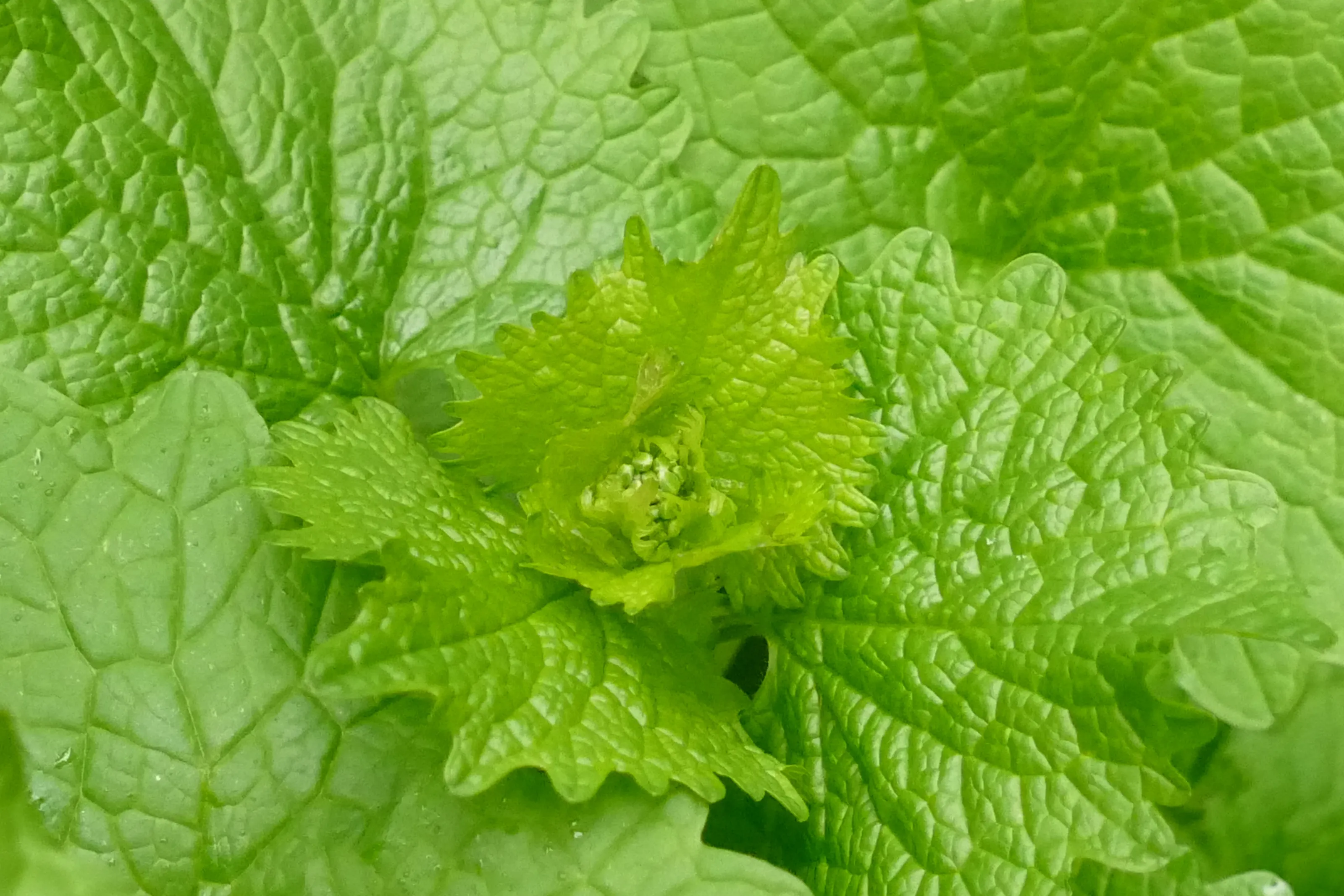 Beautiful Weeds