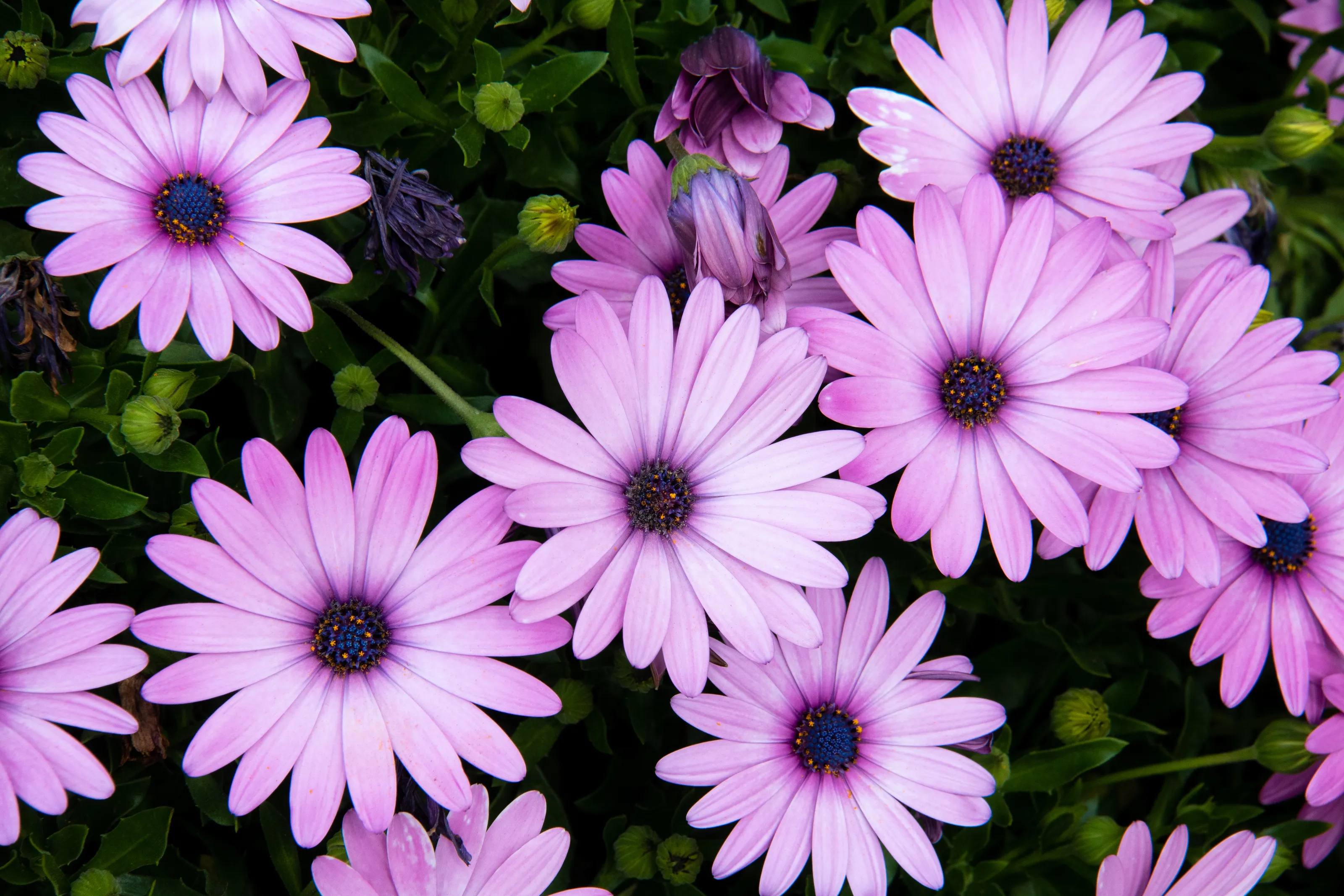 Wild Flowers